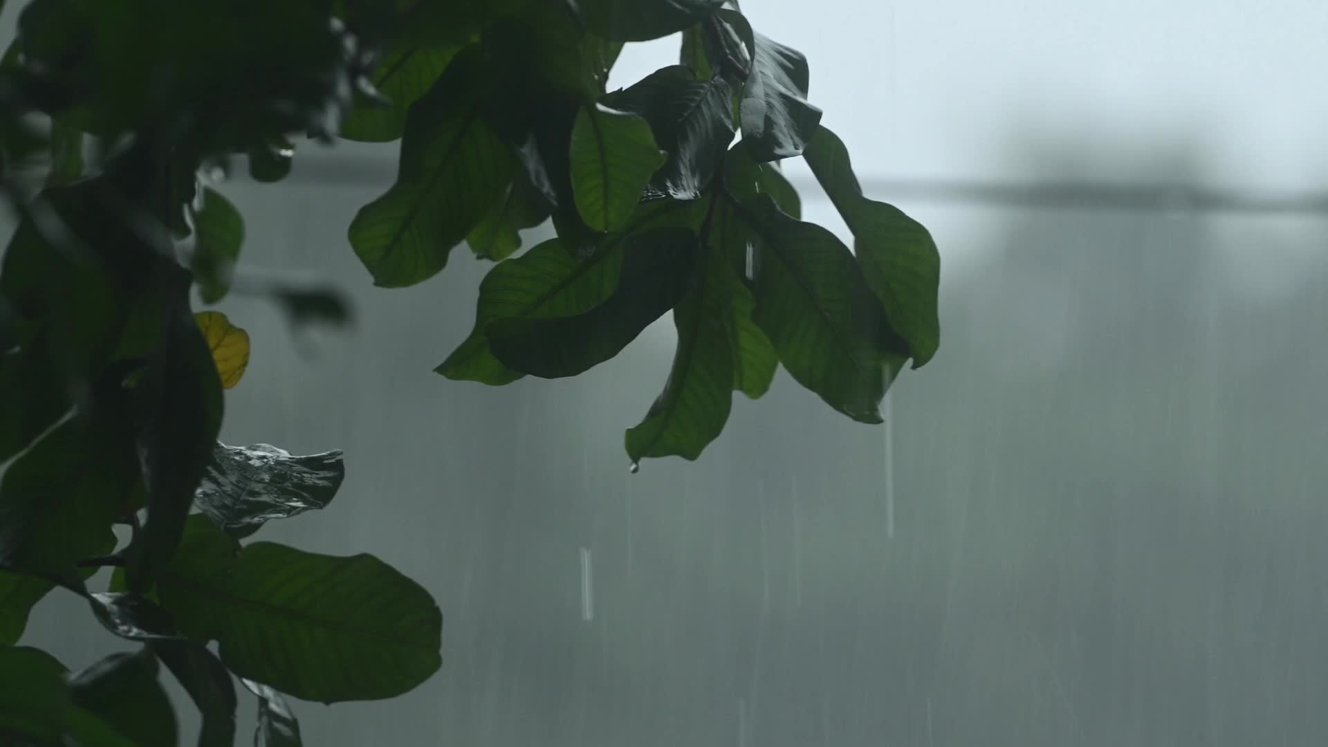 Monsoon rainfall in India