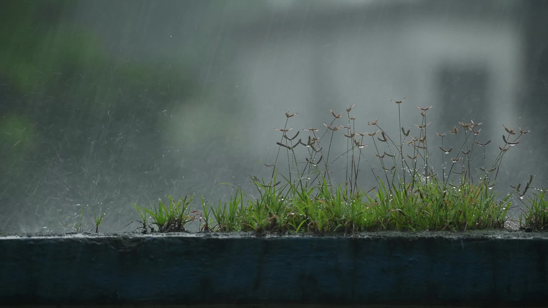 Monsoon rainfall in India