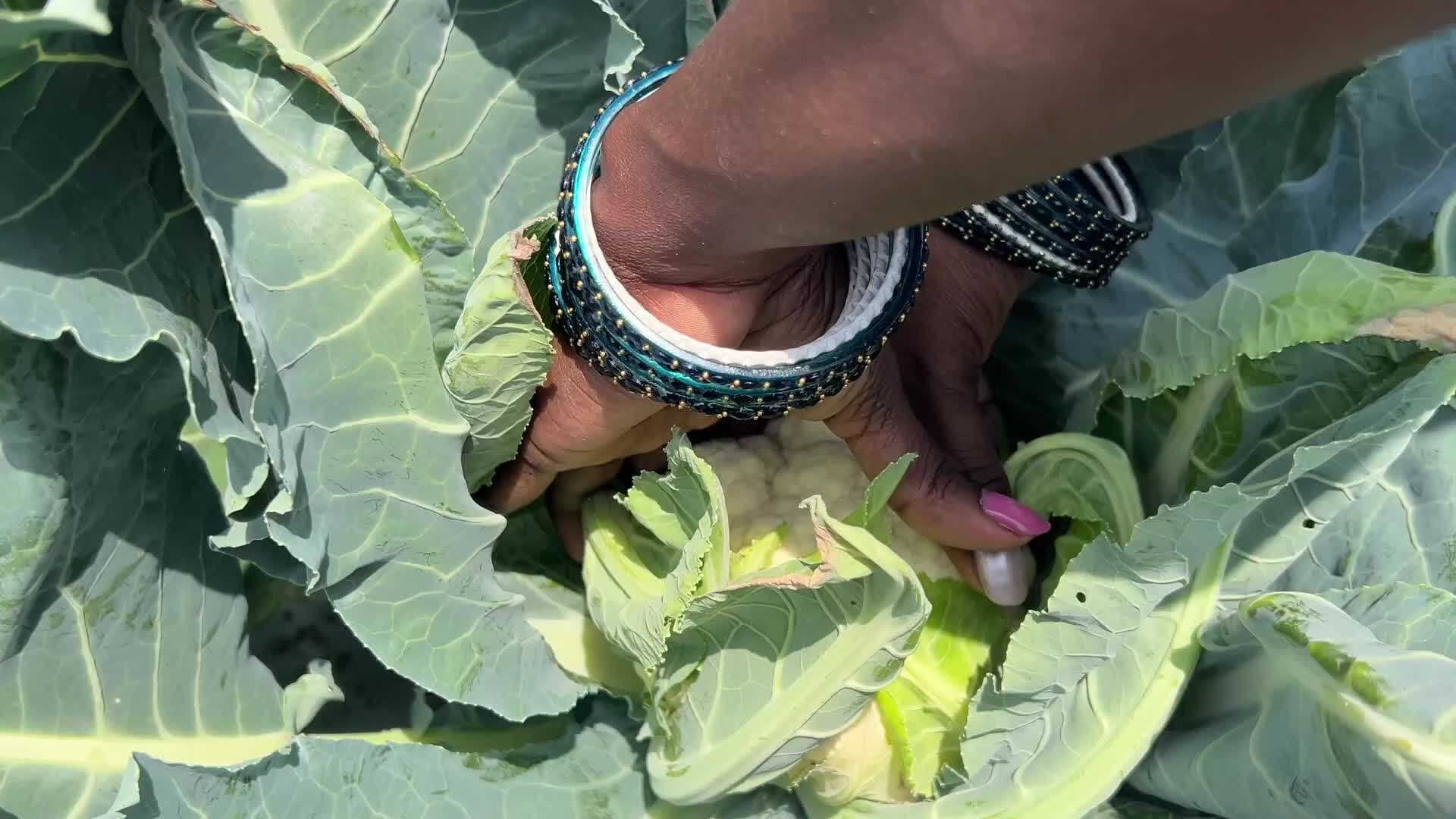 Agriculture in Canada