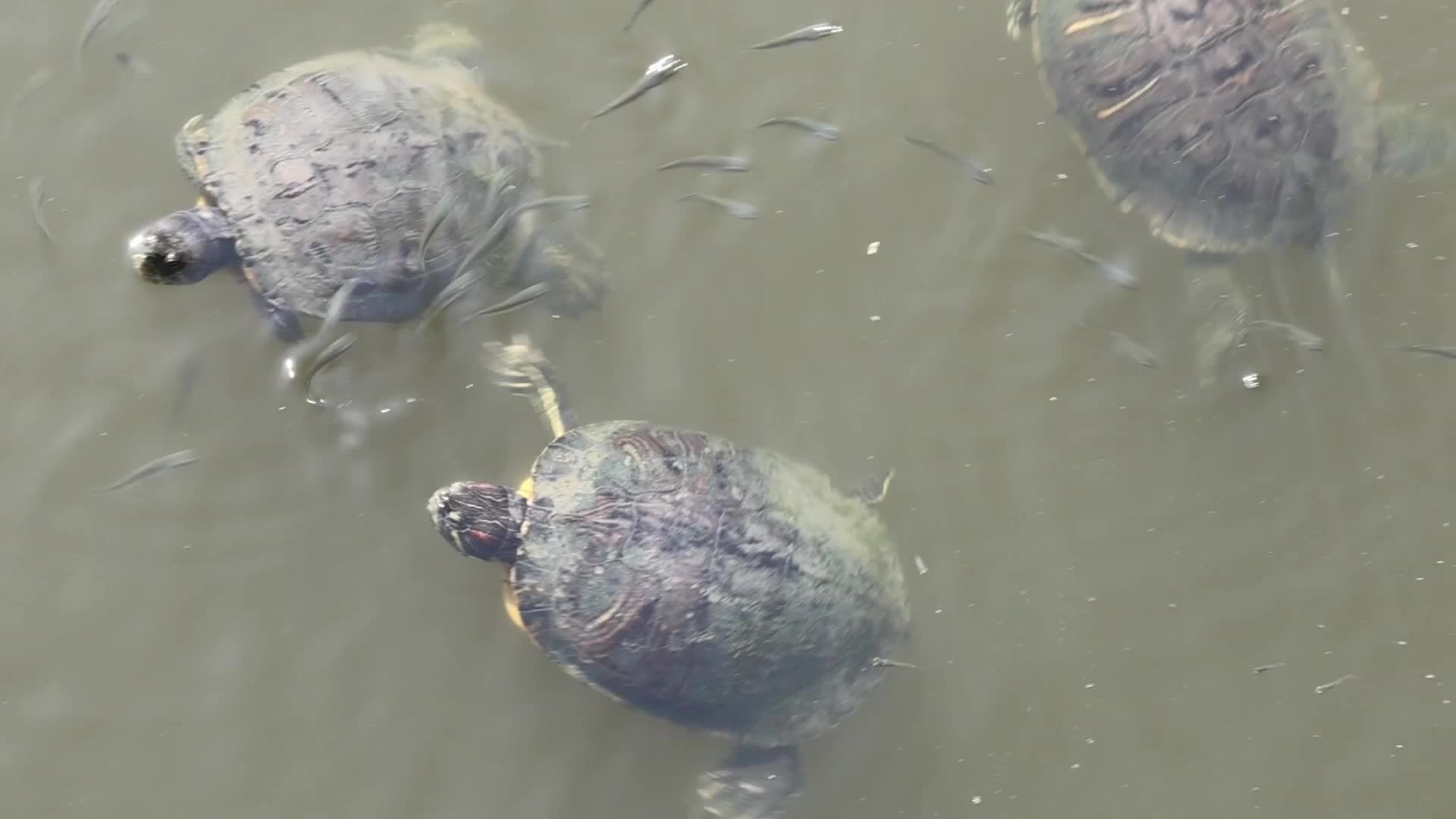 Invasive Turtles and Carp in the Llobregat Delta