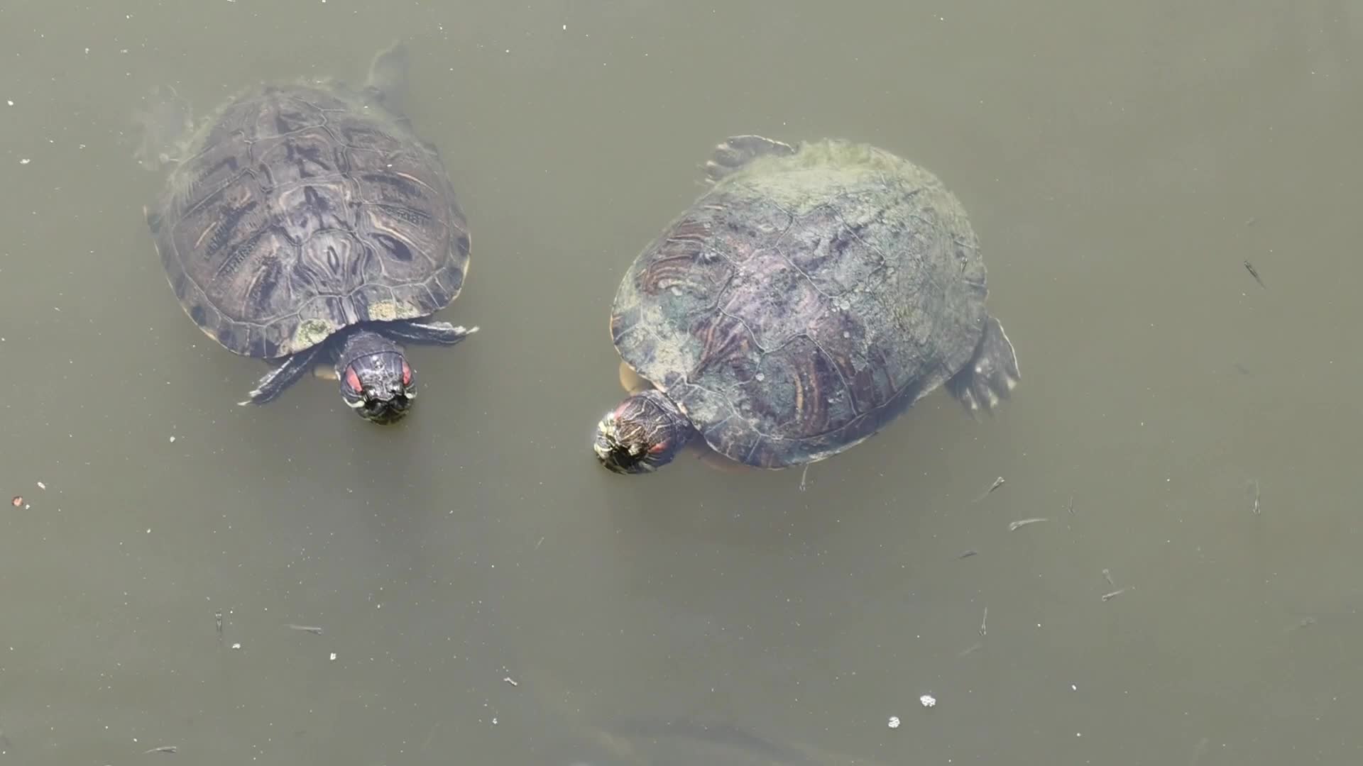 Invasive Turtles and Carp in the Llobregat Delta