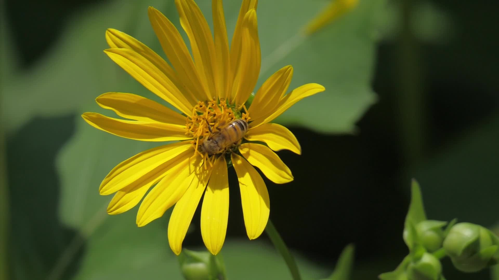 Bees, Toronto/Canada - 08/09/2026