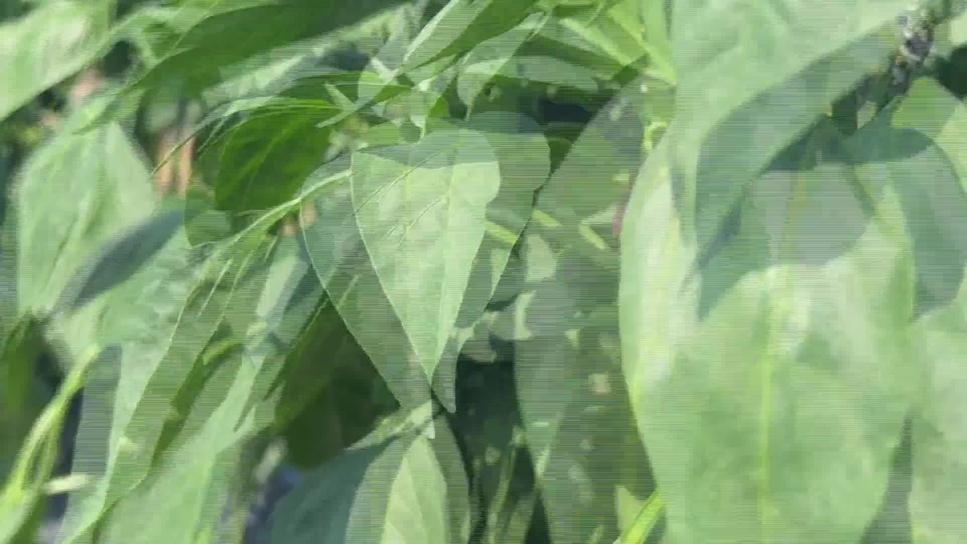 Agriculture in Canada - Jalapenos - 08/09/2026