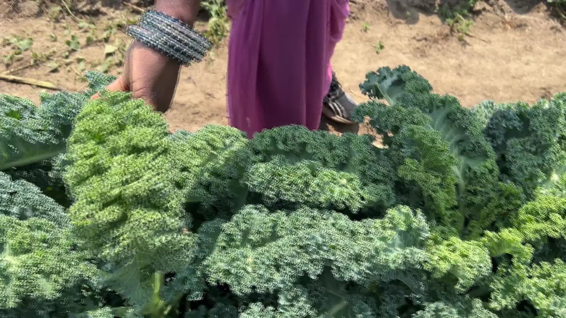 Kale - 08/09/2026