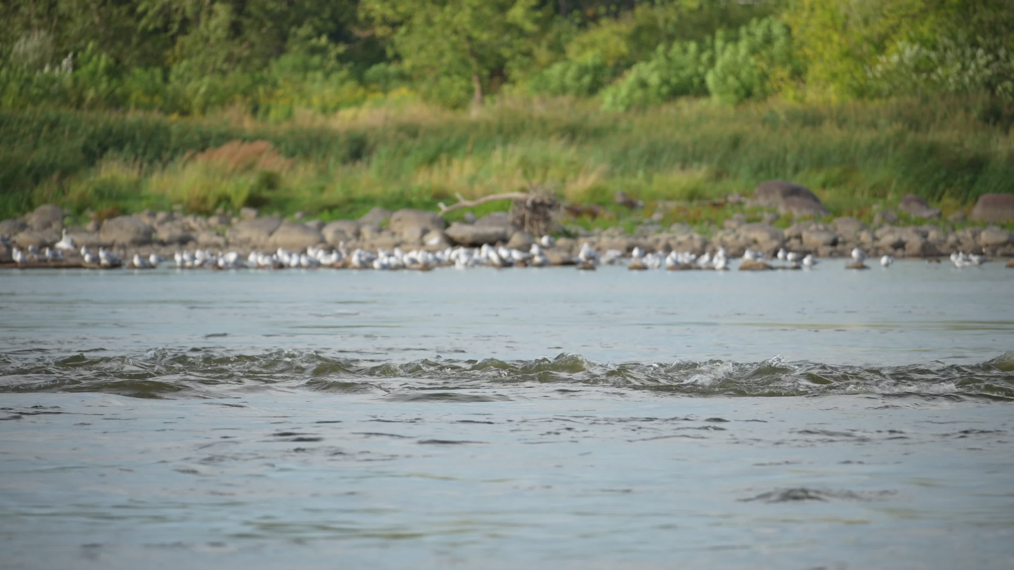 Vistula river remains at critically low levels as hydrological drought continues