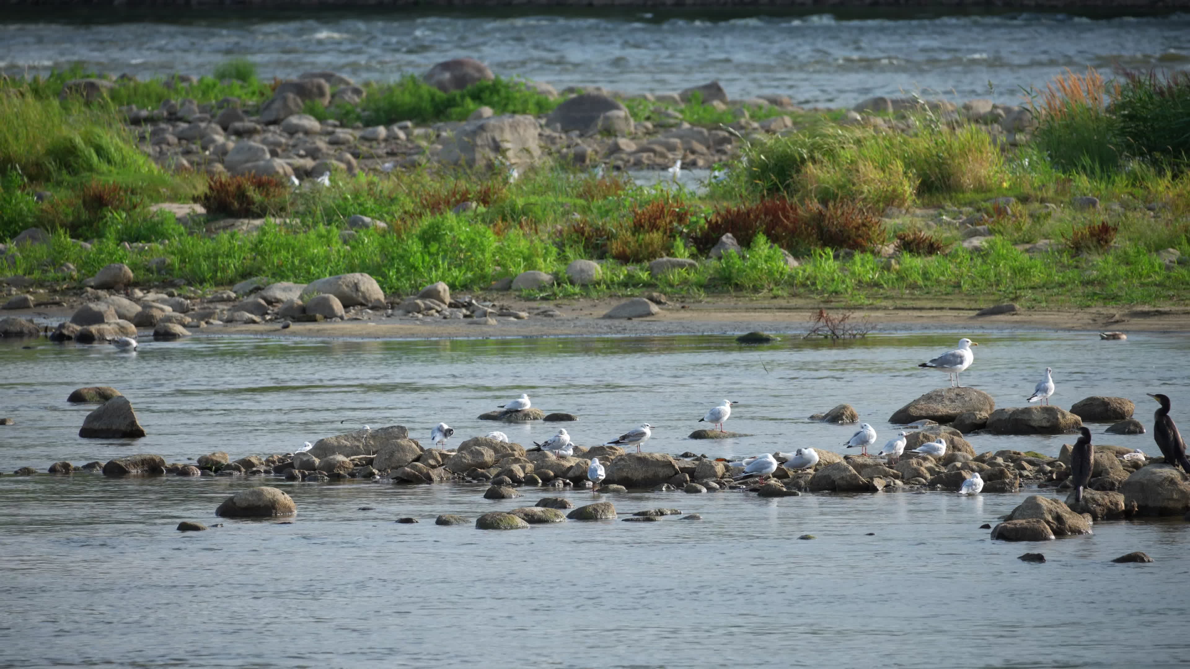 Vistula river remains at critically low levels as hydrological drought continues