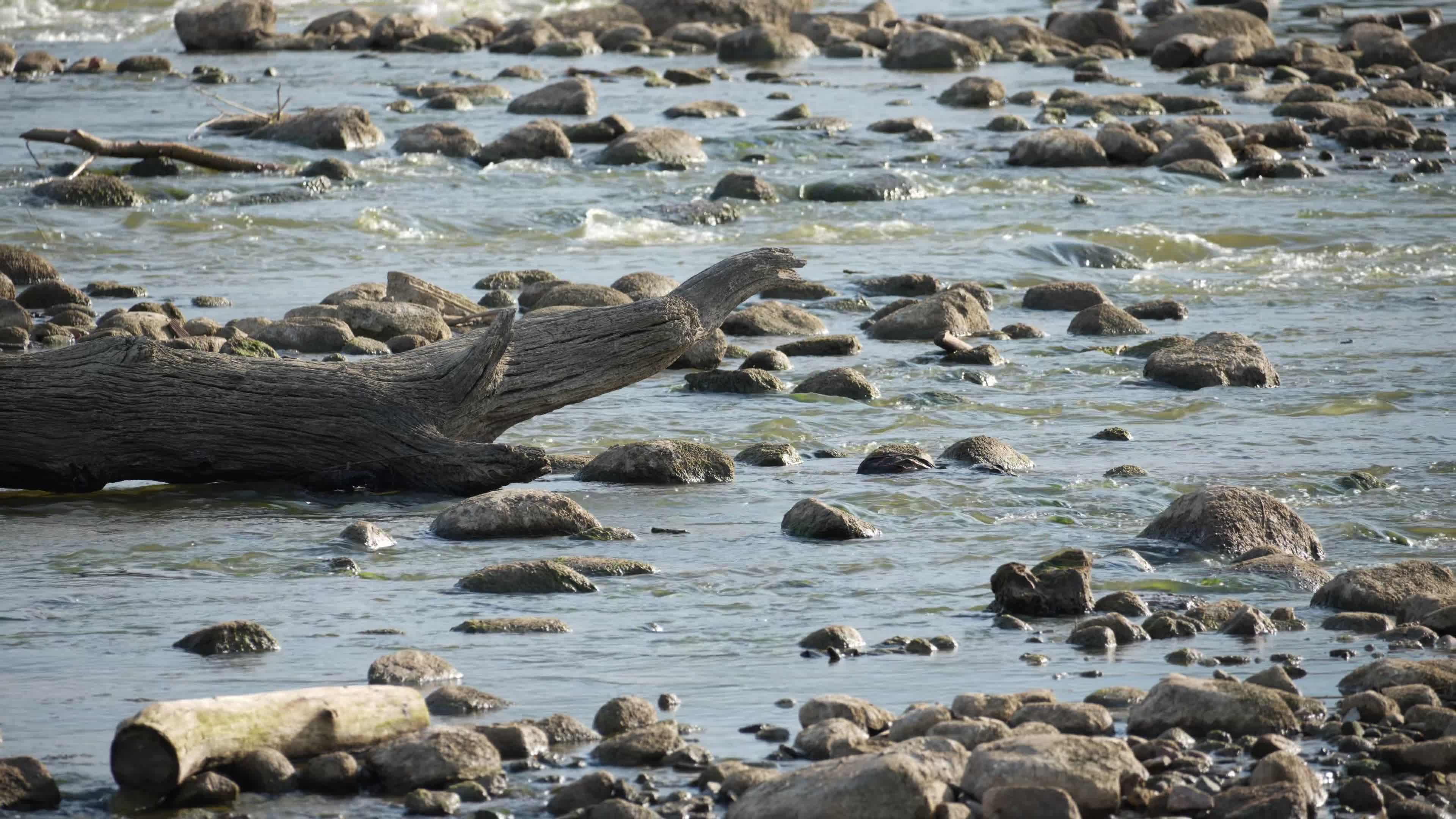 Vistula river remains at critically low levels as hydrological drought continues
