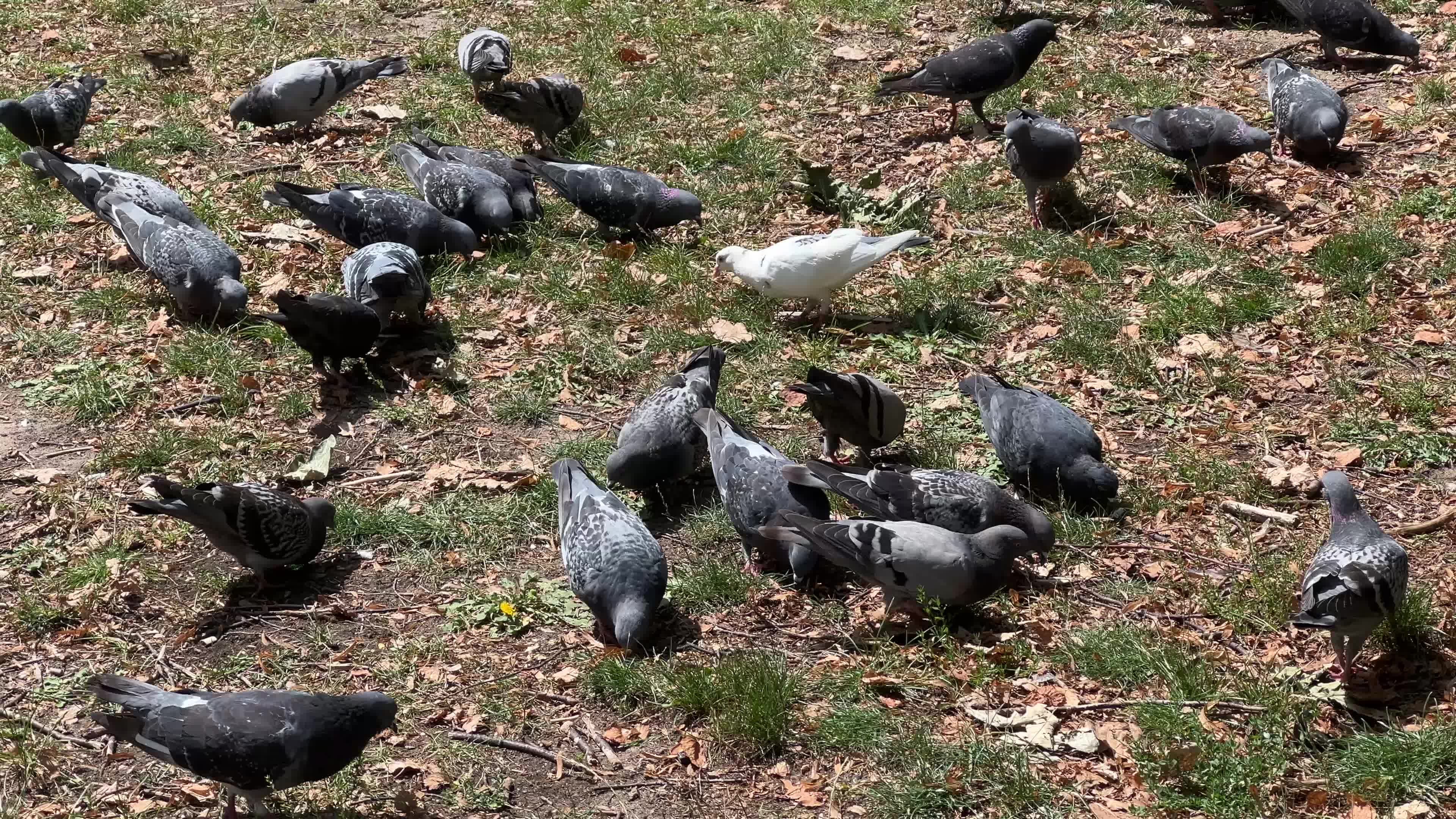 Rock pigeons