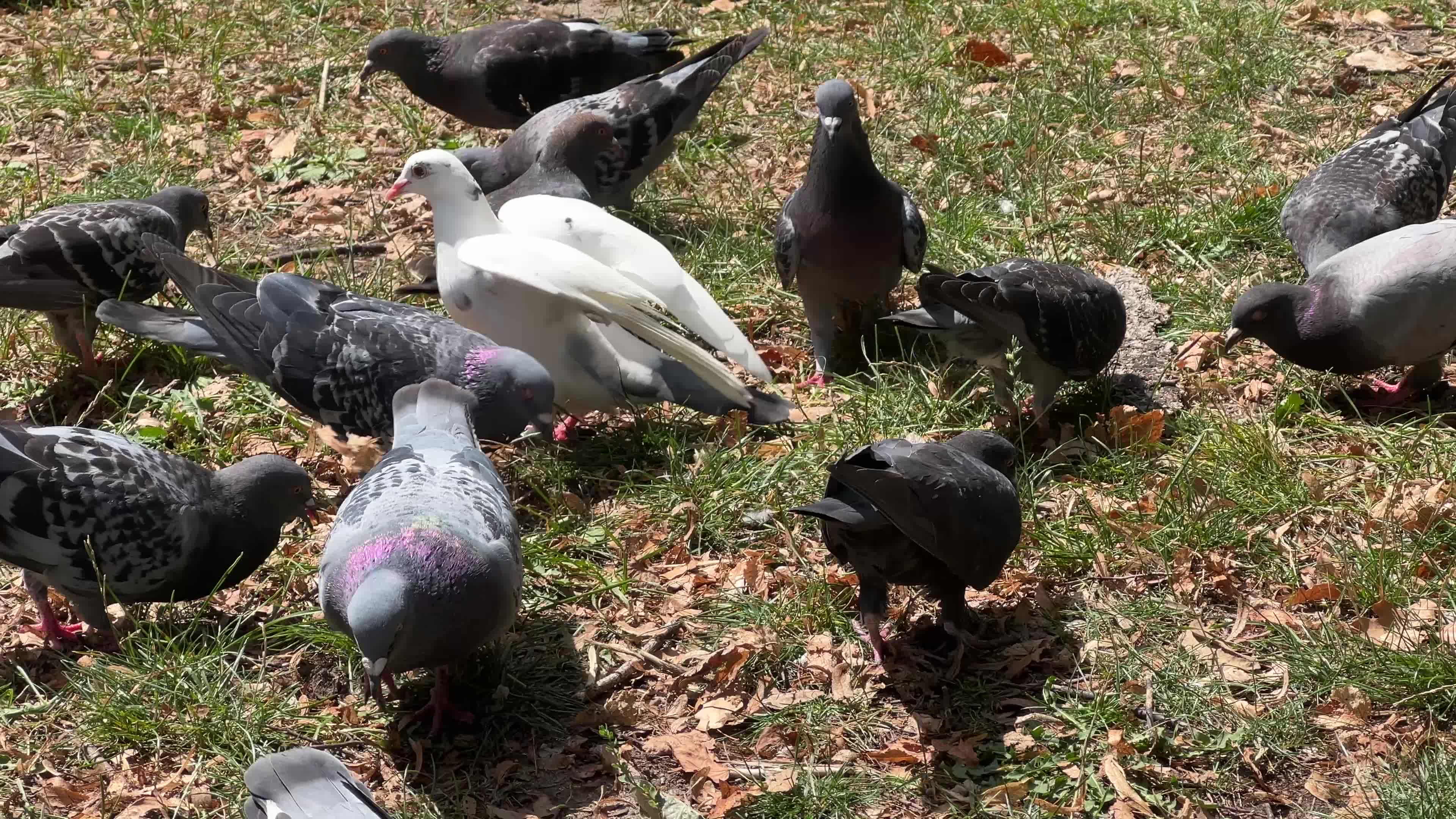Rock pigeons