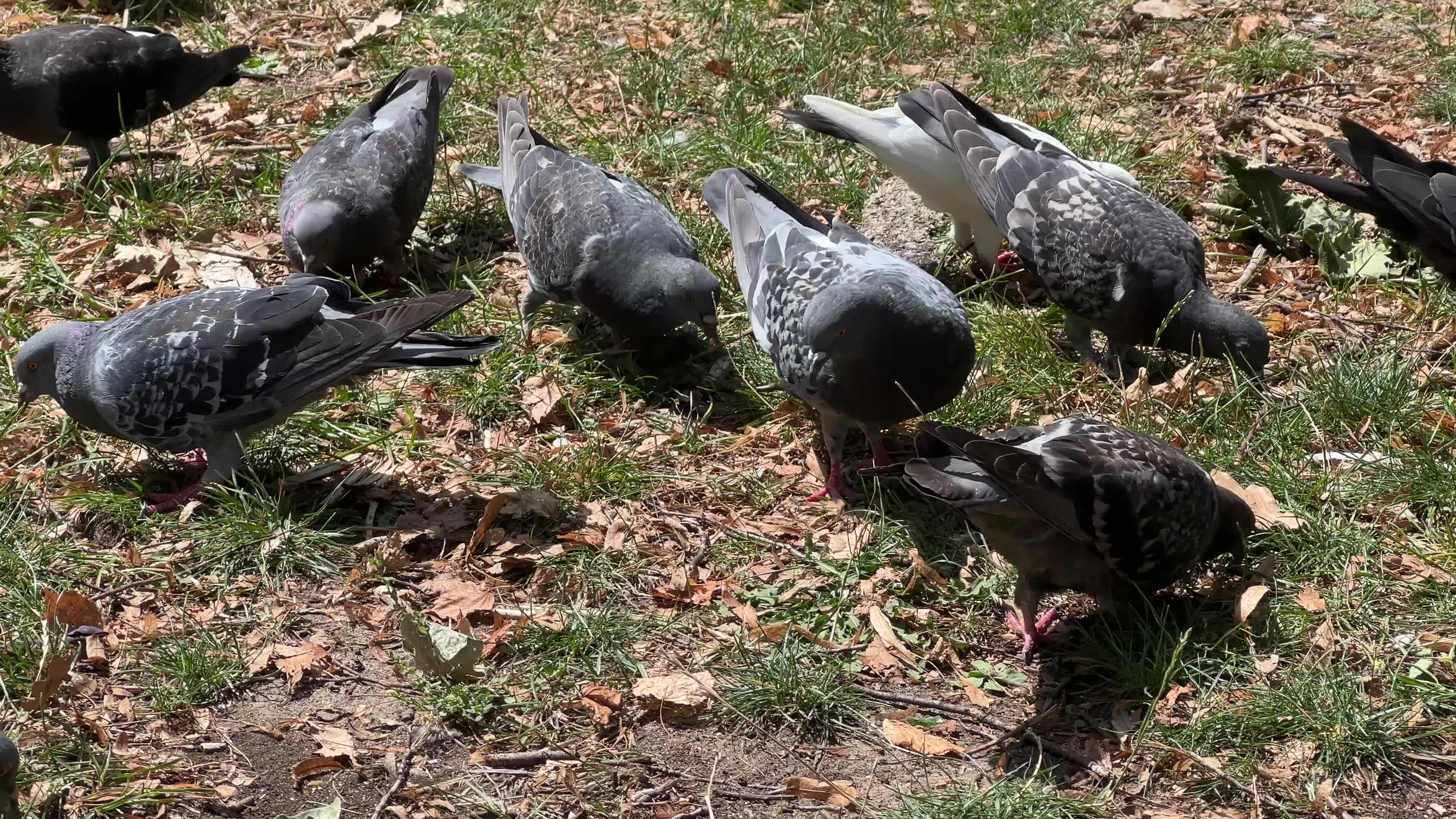 Rock pigeons