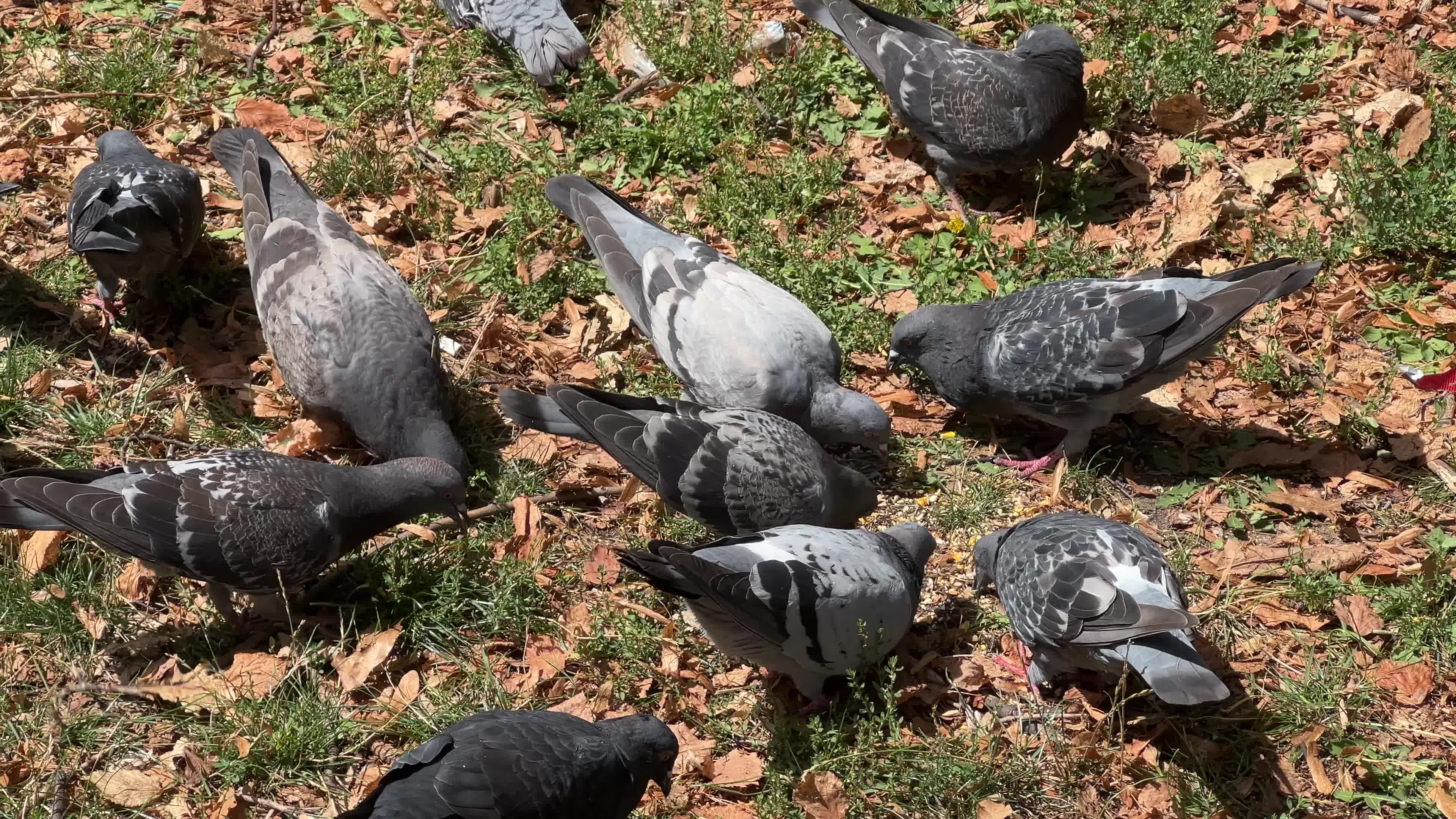 Rock pigeons
