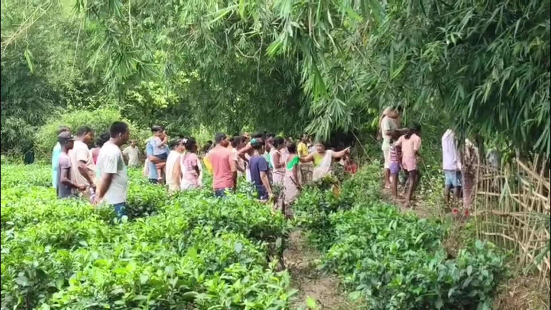Wild Elephant found dead in India