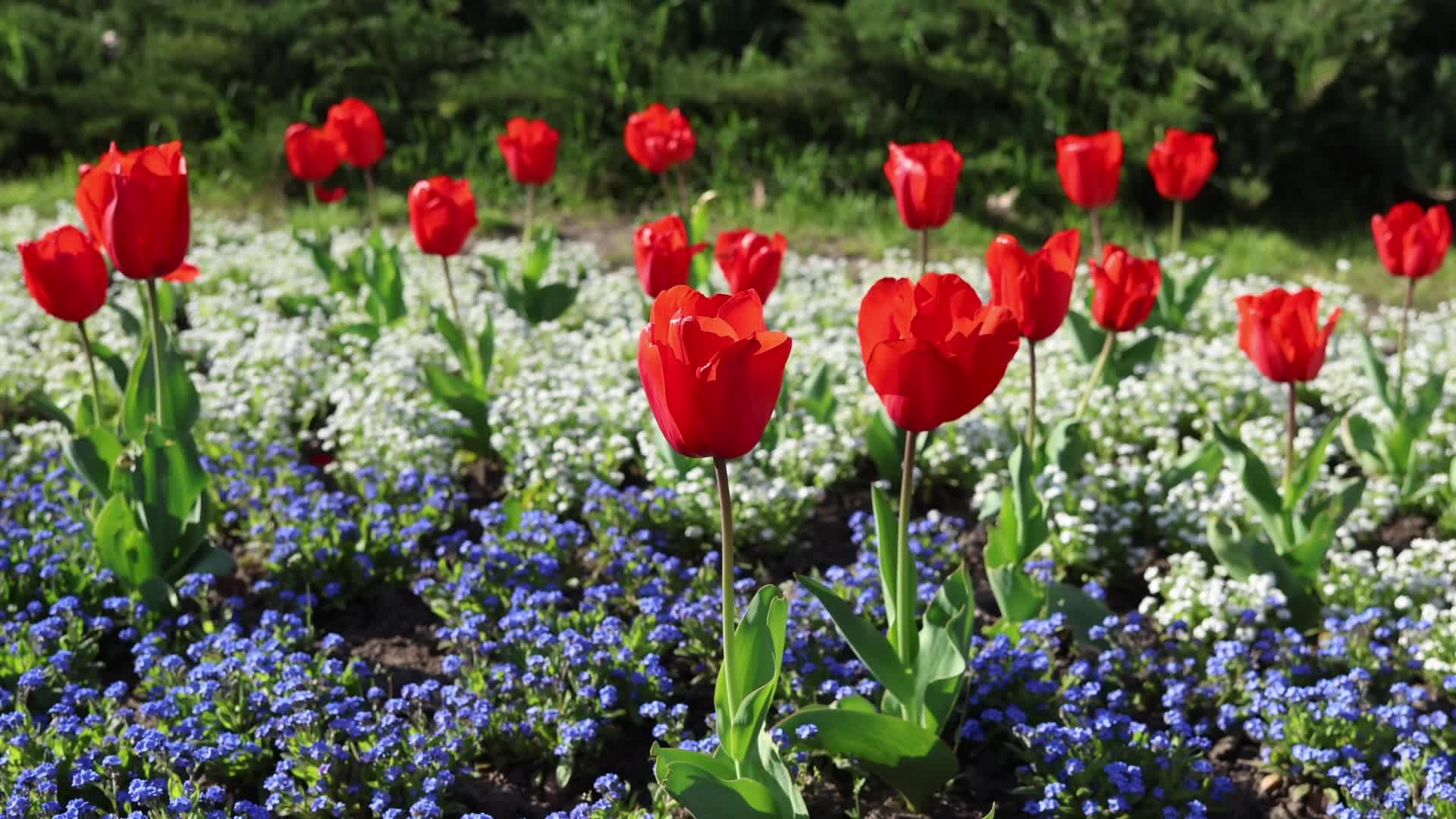 Tulips in Park