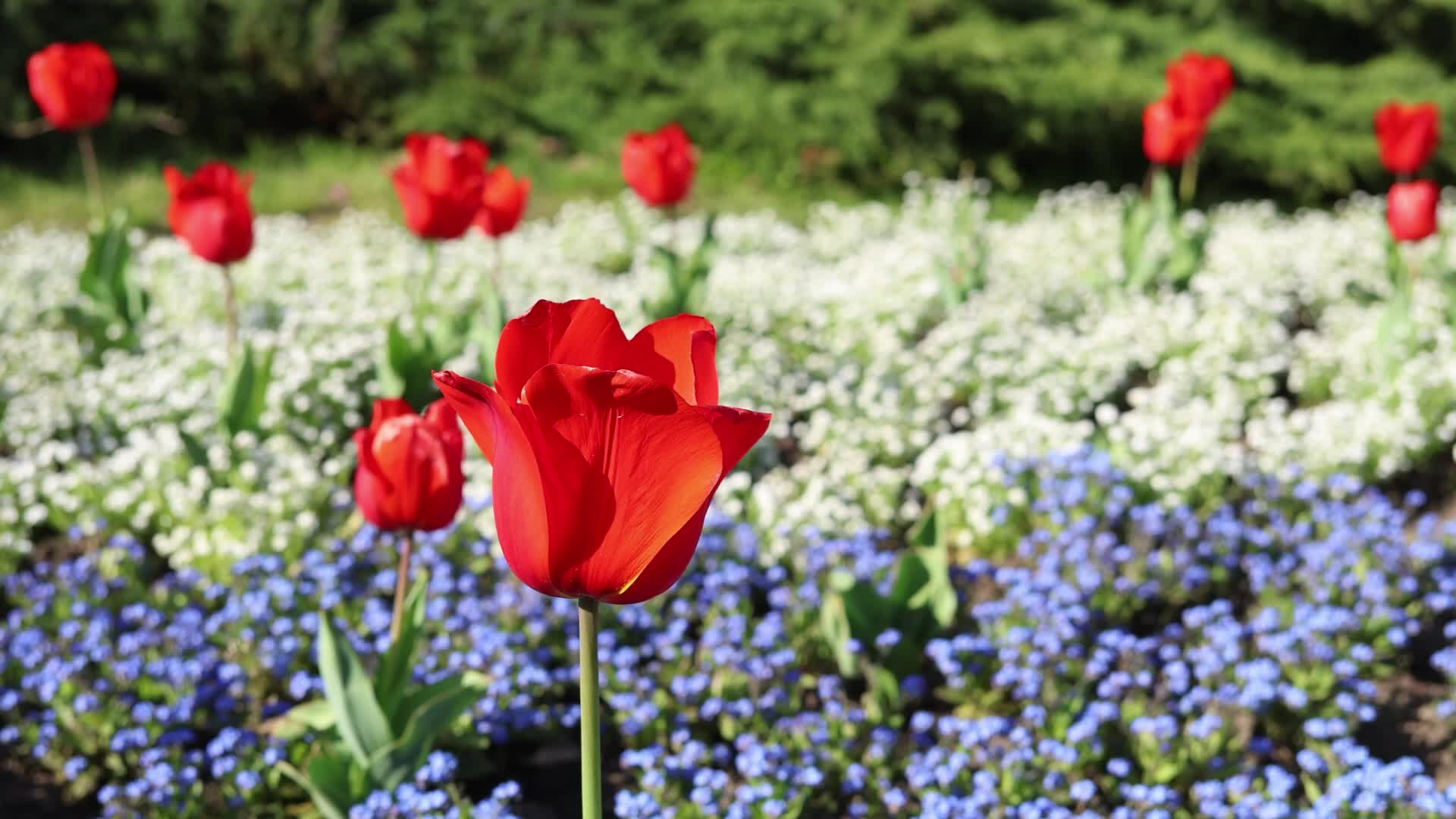 Tulips in Park