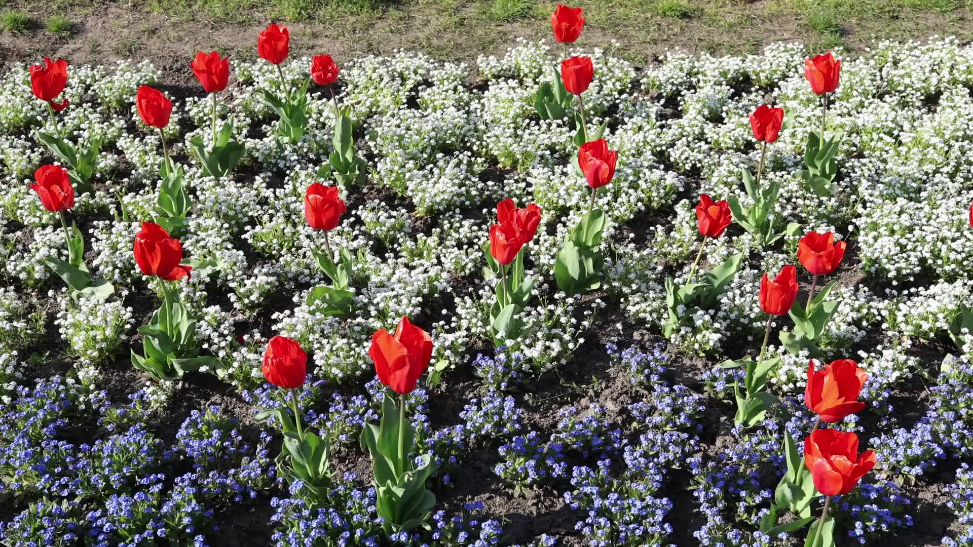 Tulips in Park