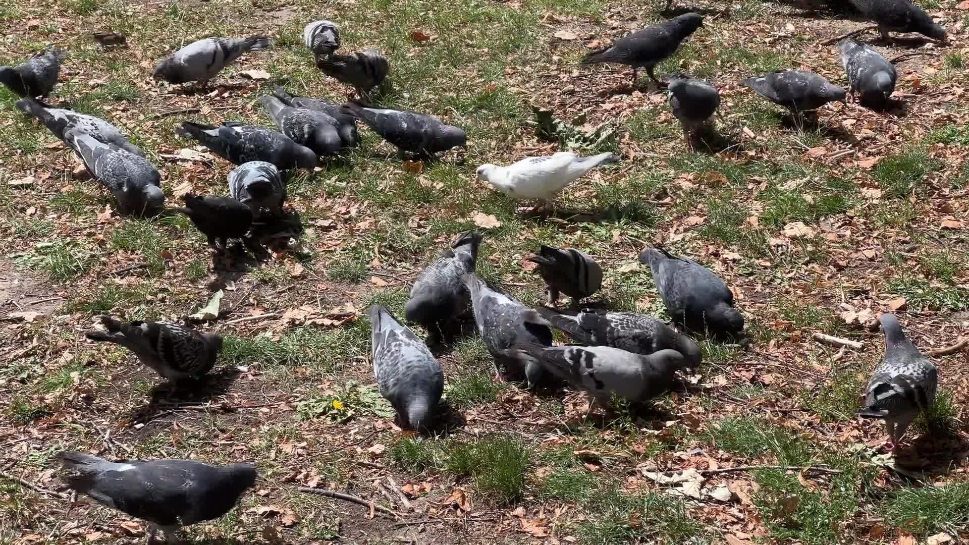 Rock pigeons - 08/18/2026