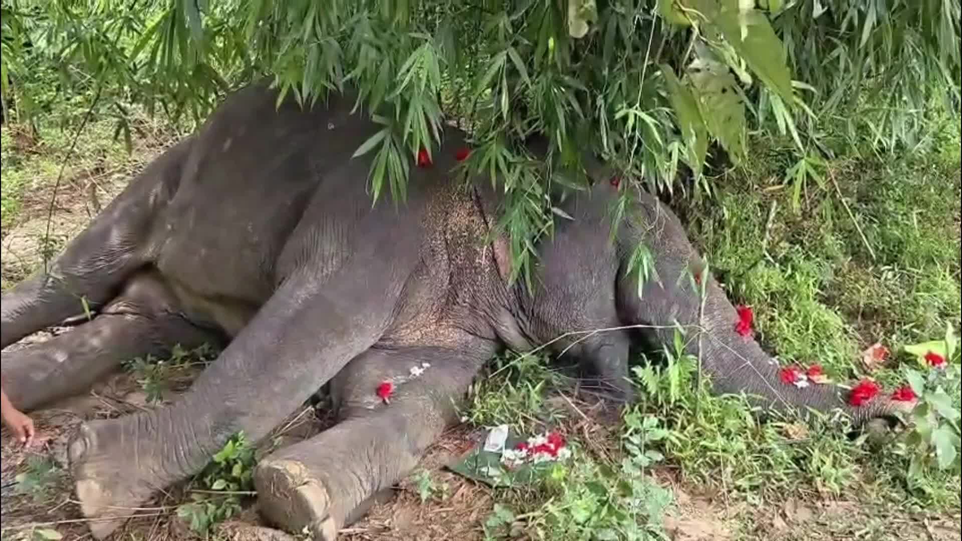 Wild Elephant found dead in India