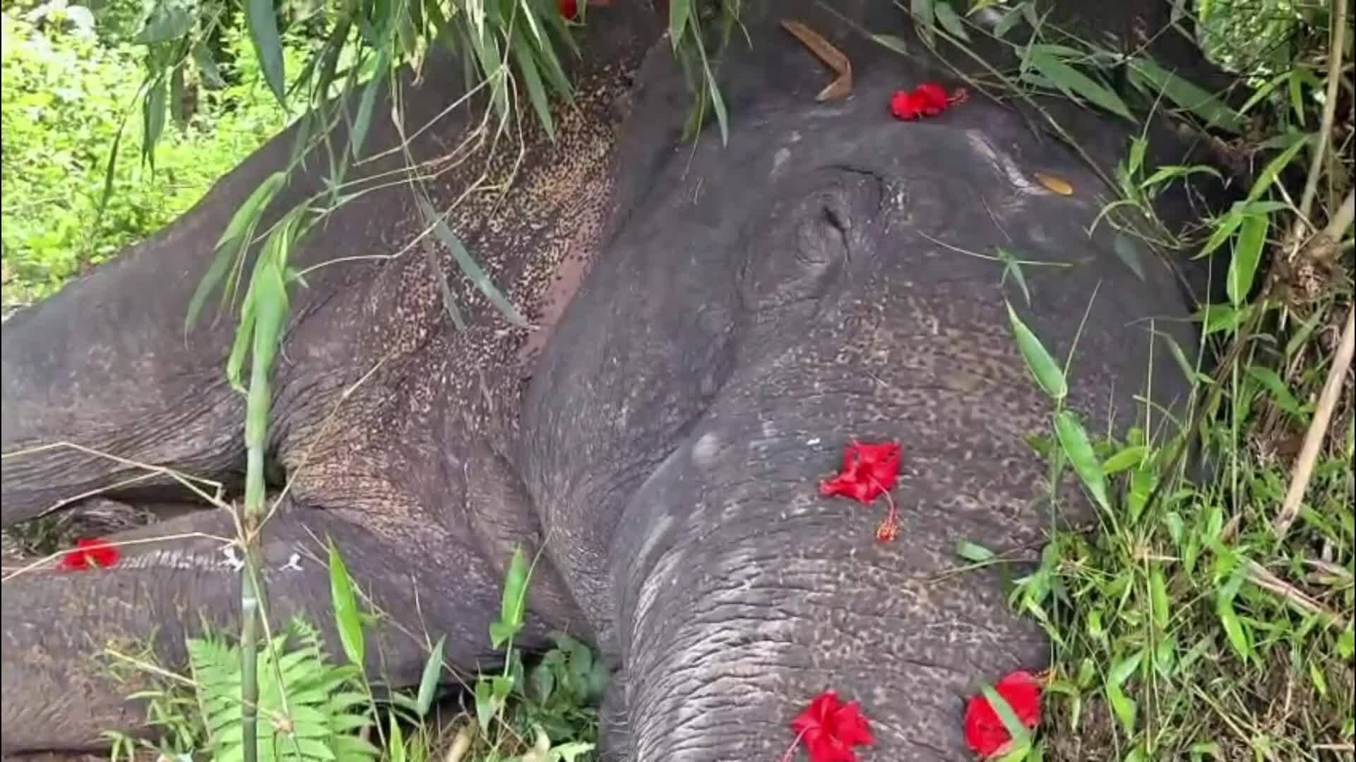 Wild Elephant found dead in India