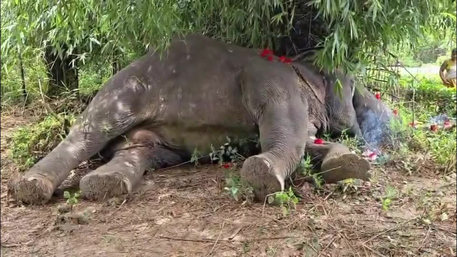 Wild Elephant found dead in India