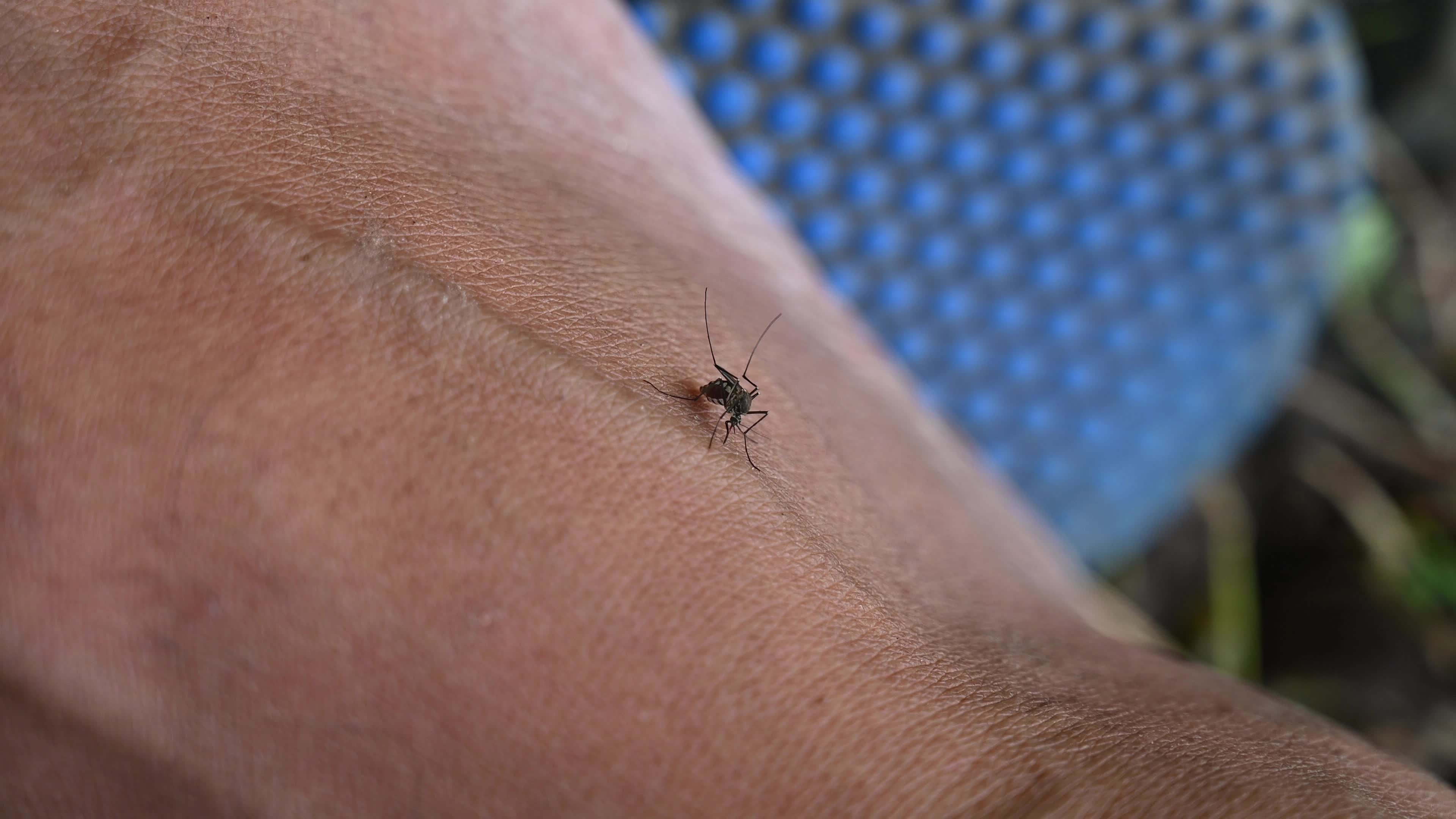 World Mosquito Day - Prevention of mosquito bites