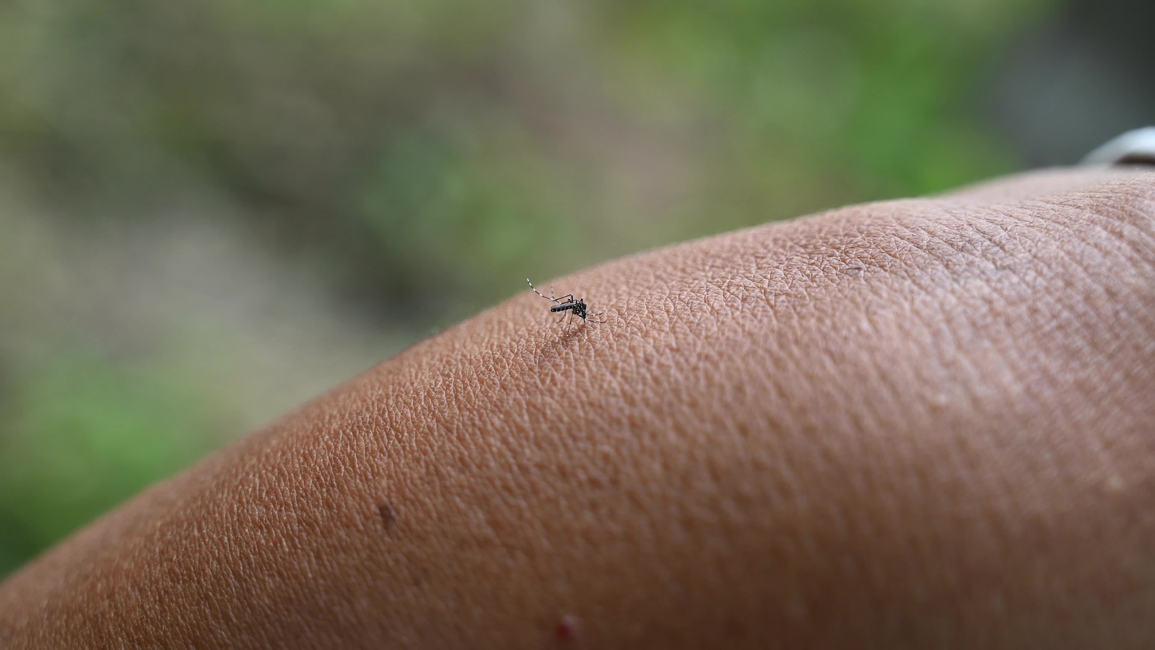 World Mosquito Day - Prevention of mosquito bites