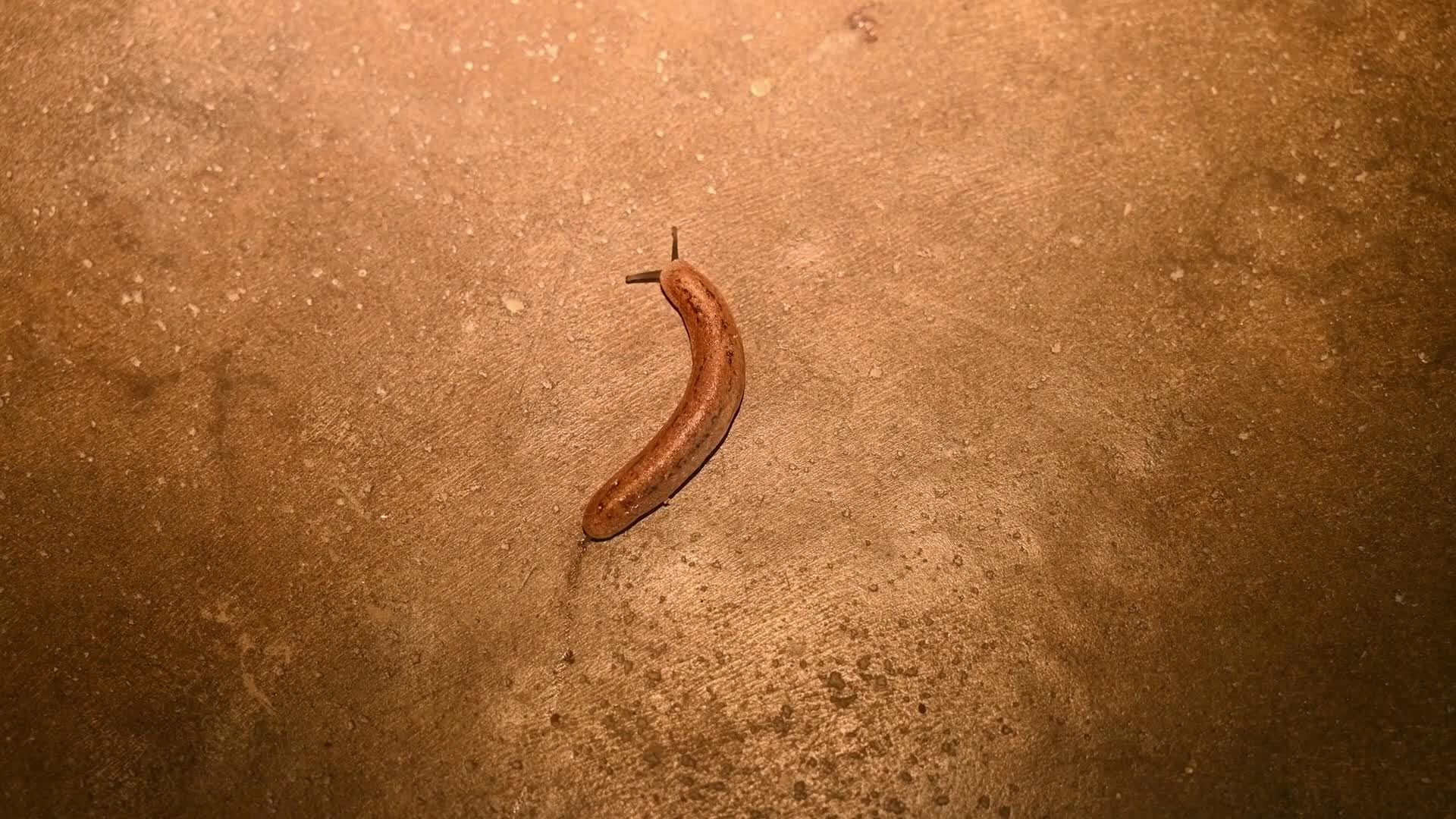 Land Slug Moving on the Floor and Eating Moss - Animal India