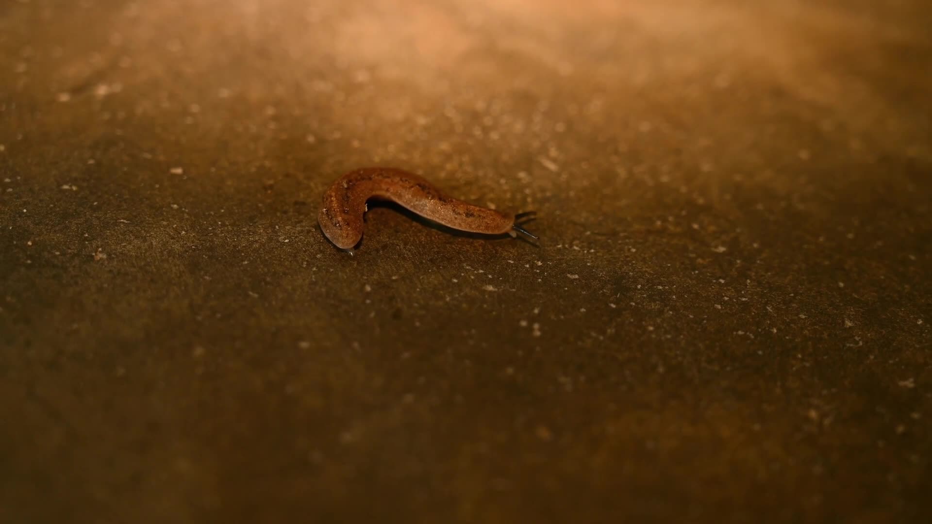 Land Slug Moving on the Floor and Eating Moss - Animal India