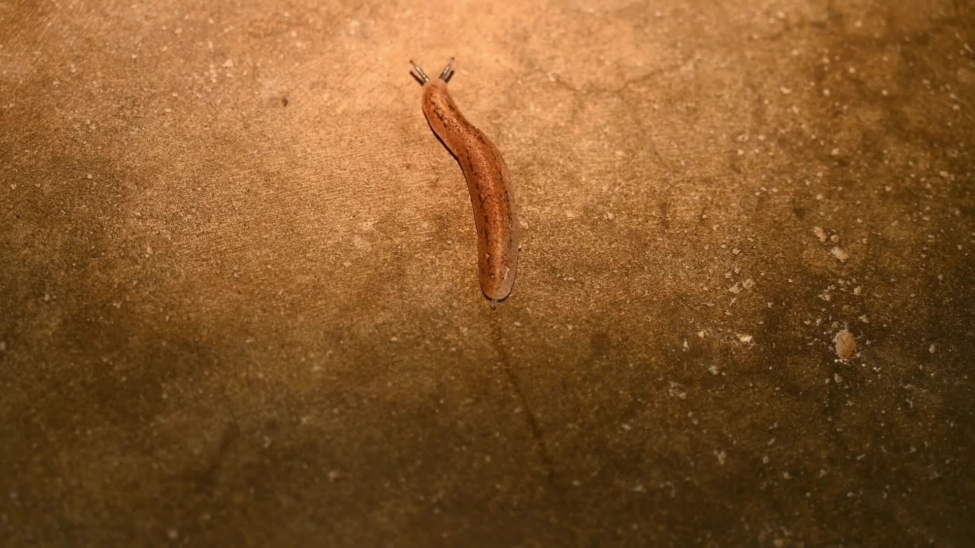 Land Slug Moving on the Floor and Eating Moss - Animal India