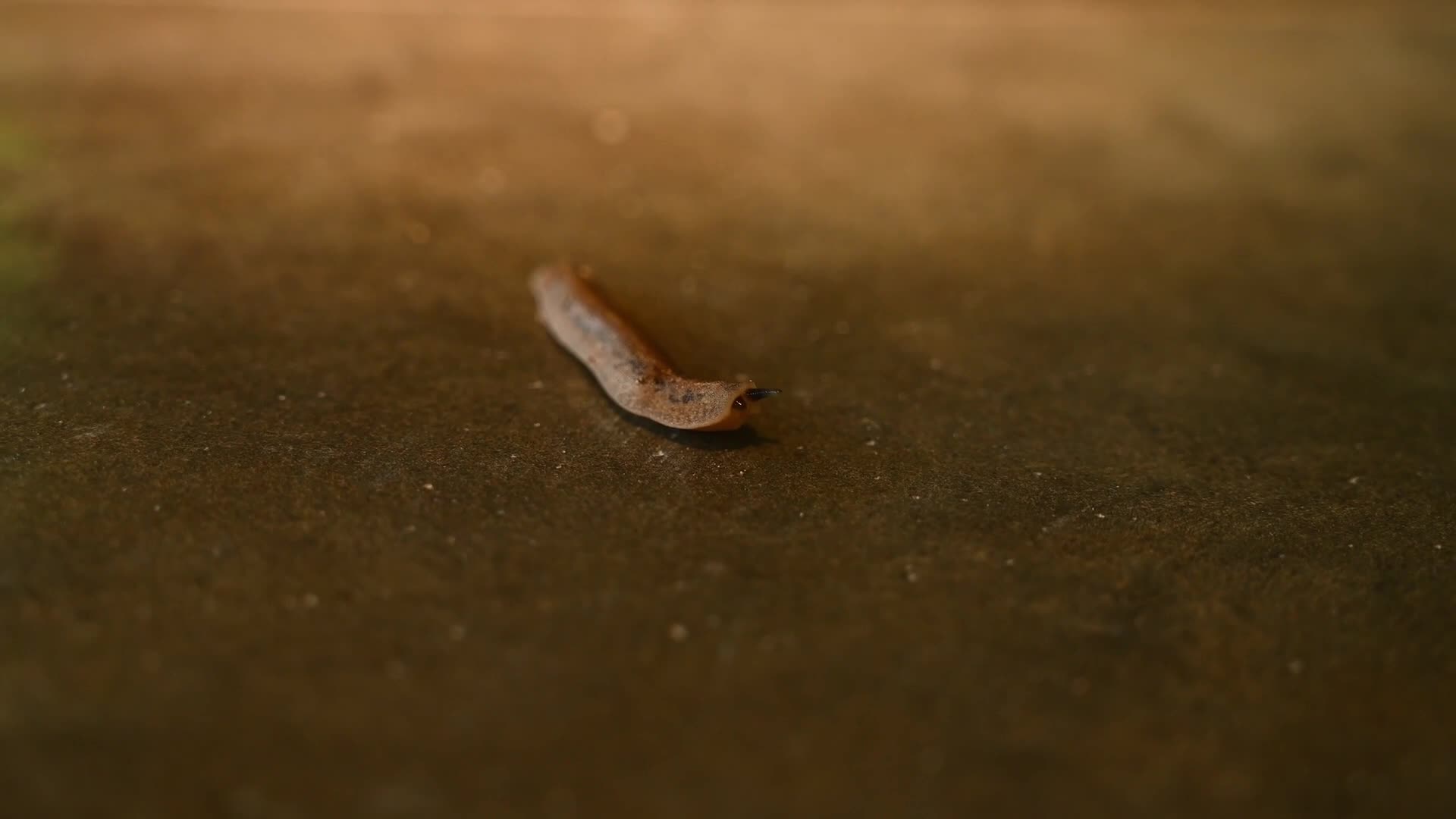 Land Slug Moving on the Floor and Eating Moss - Animal India
