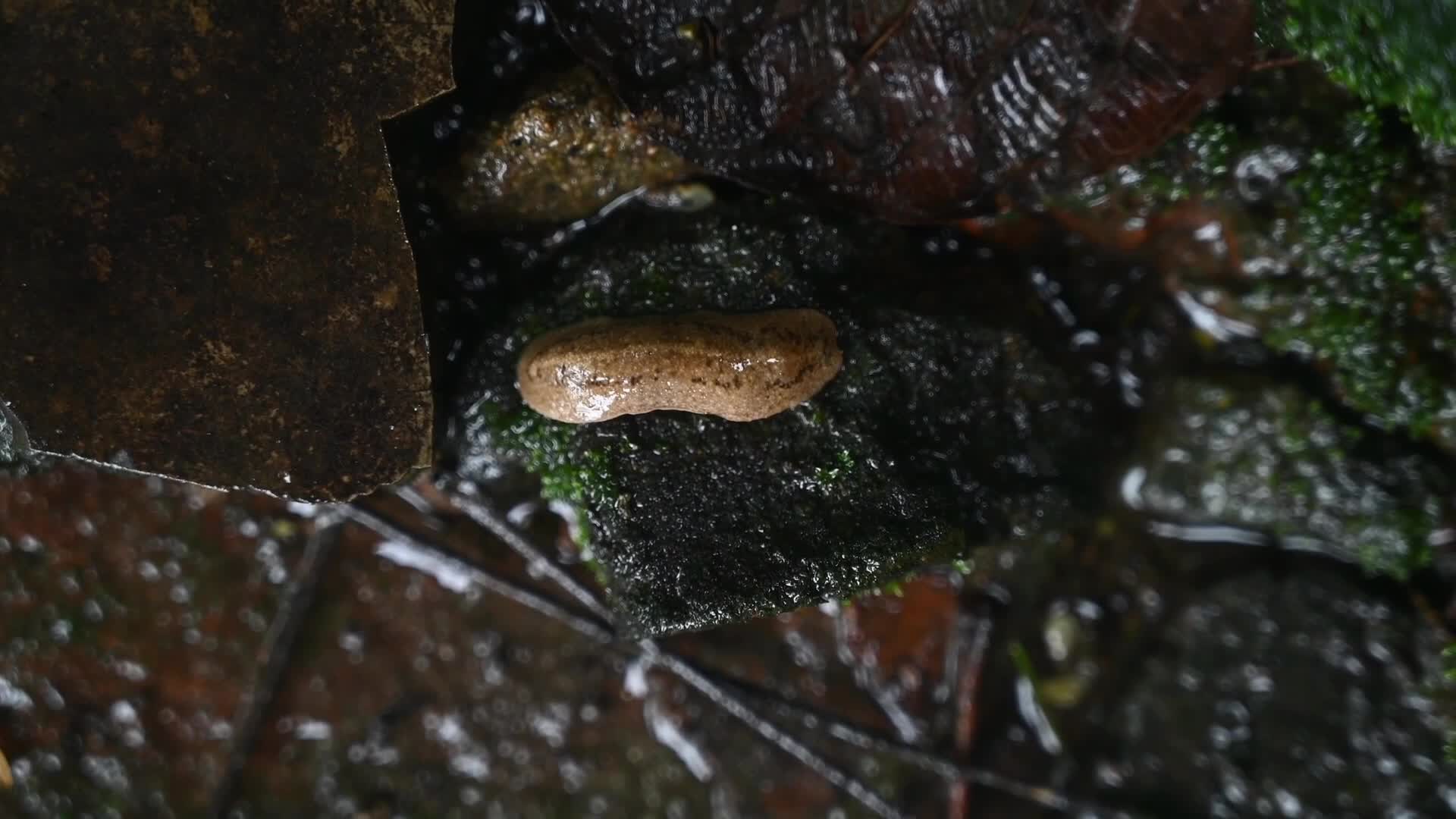 Land Slug Moving on the Floor and Eating Moss - Animal India