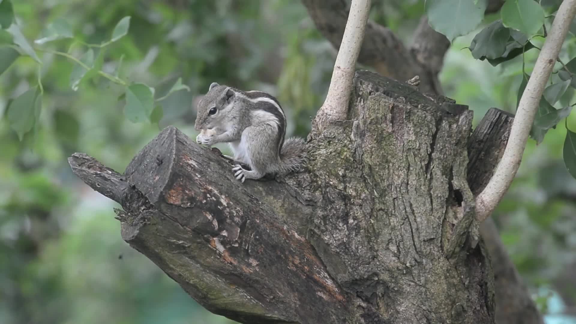 Squirrel Eats Food