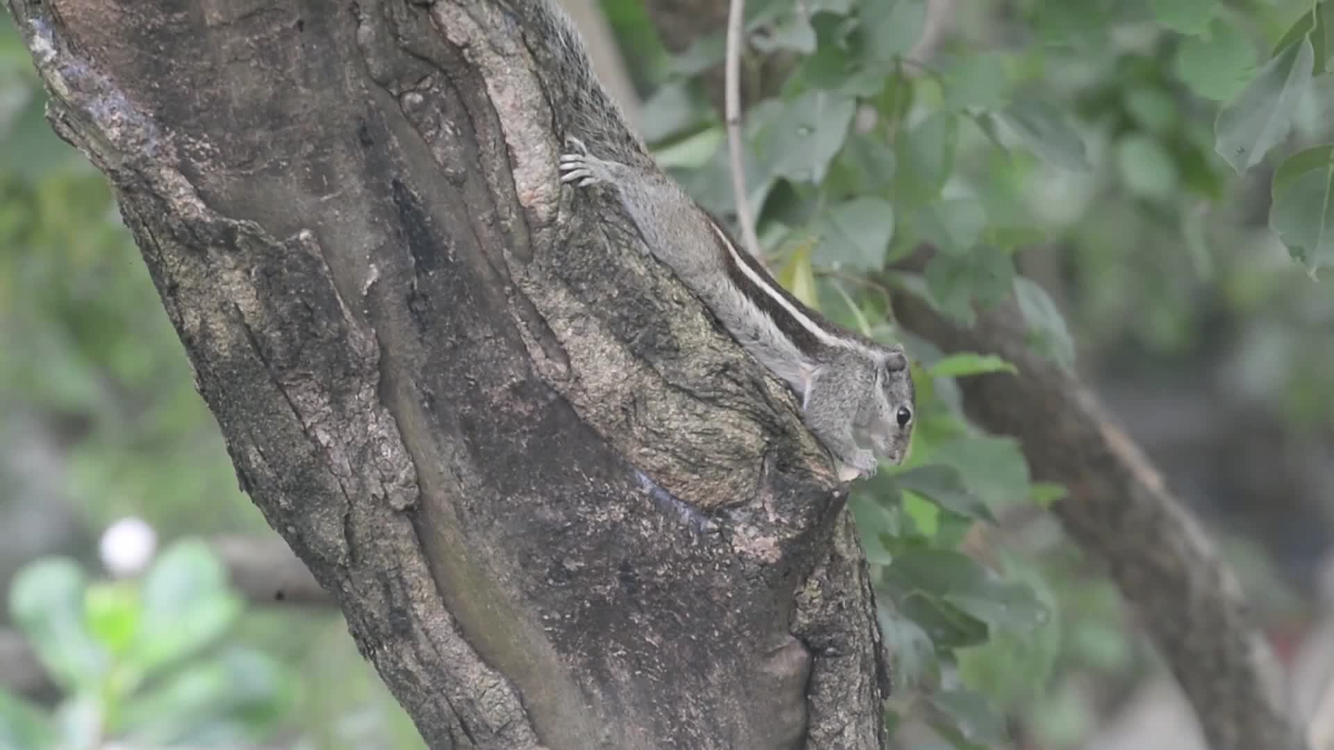 Squirrel Eats Food