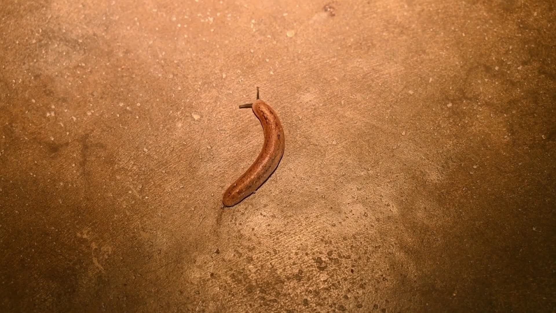 Land Slug Moving on the Floor and Eating Moss - Animal India - 06/20/2026