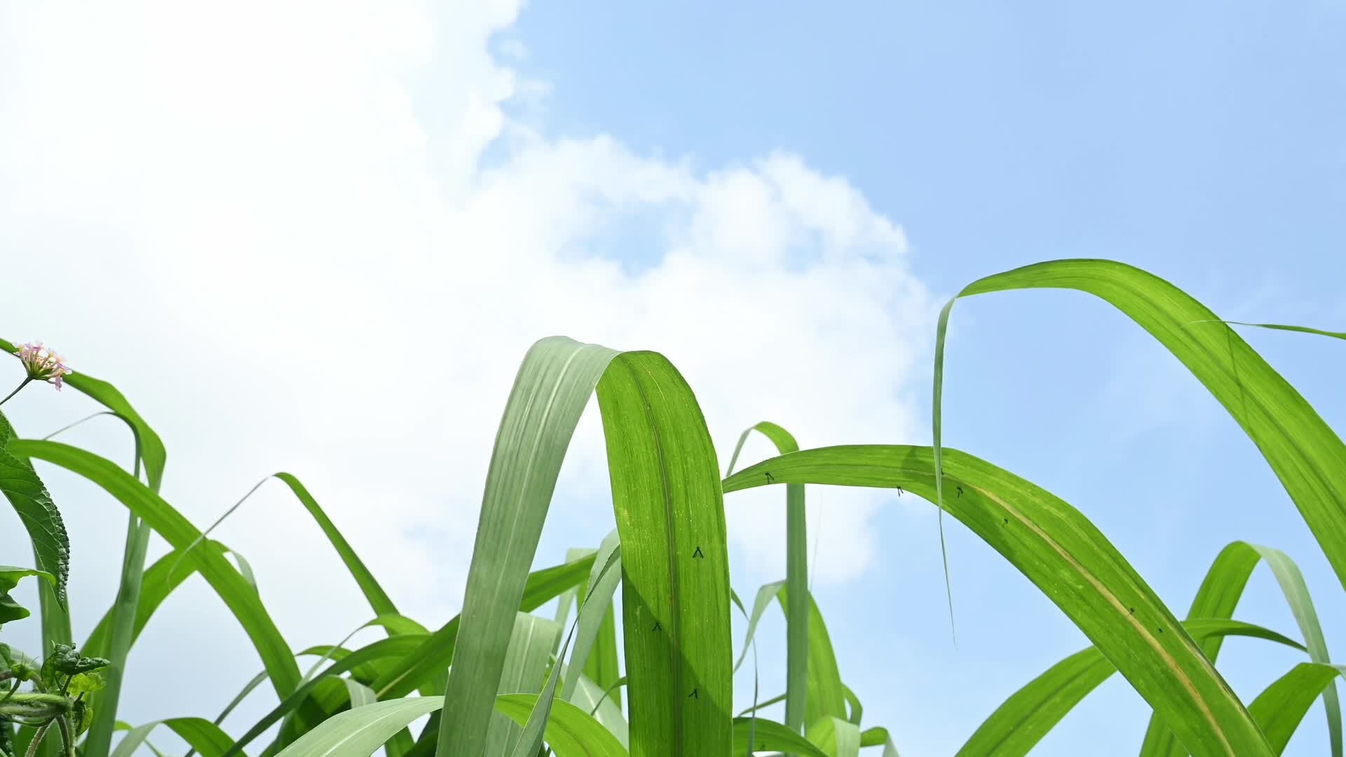Sugarcane - Agriculture in India - Saccharum - Tall-Perennial grass