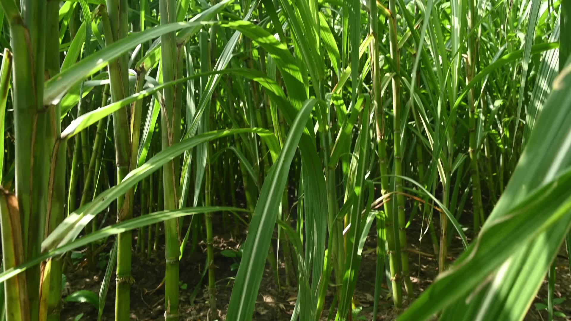Sugarcane - Agriculture in India - Saccharum - Tall-Perennial grass