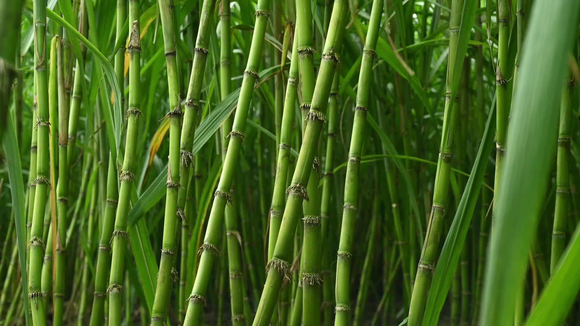 Sugarcane - Agriculture in India - Saccharum - Tall-Perennial grass
