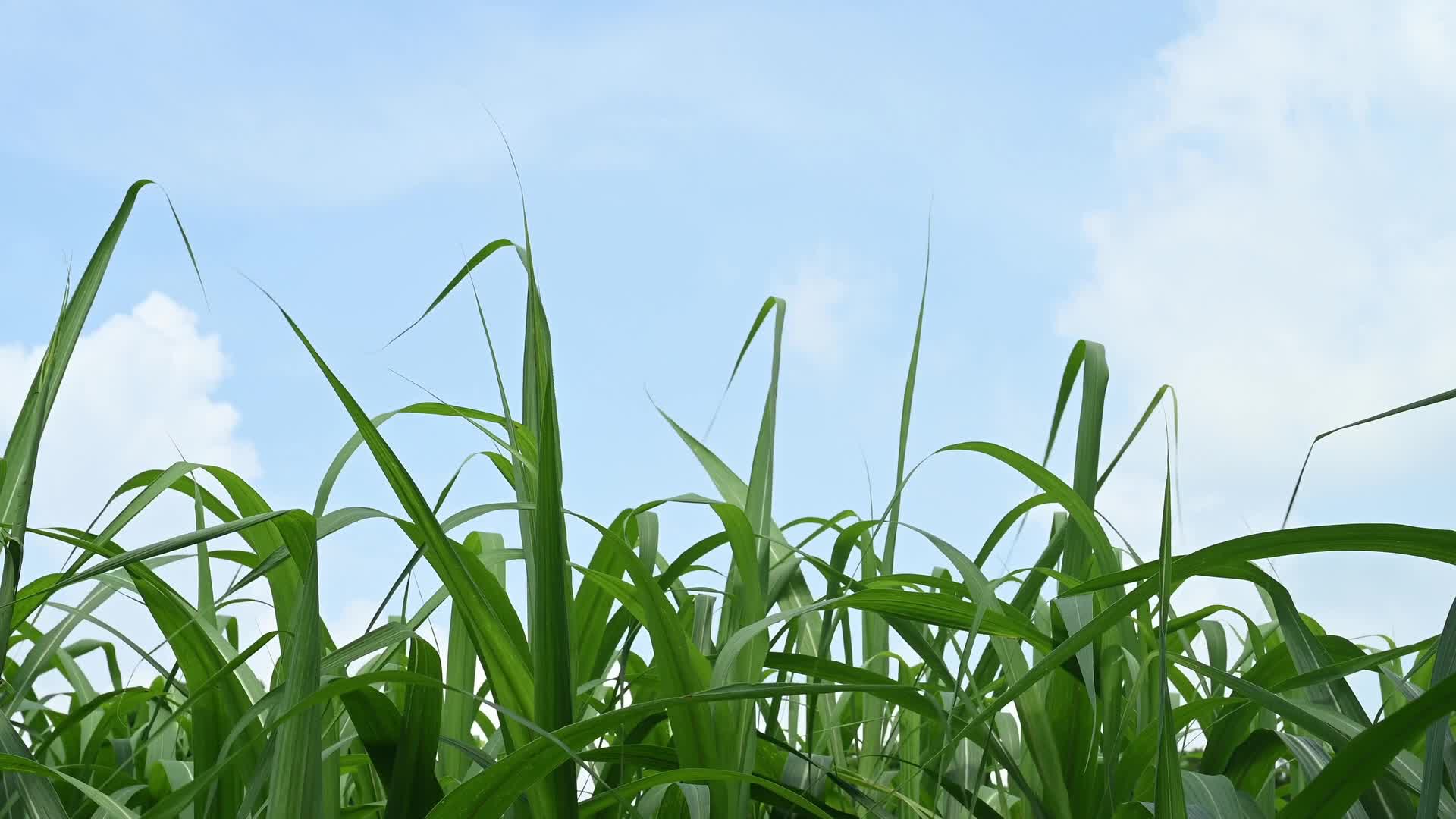 Sugarcane - Agriculture in India - Saccharum - Tall-Perennial grass