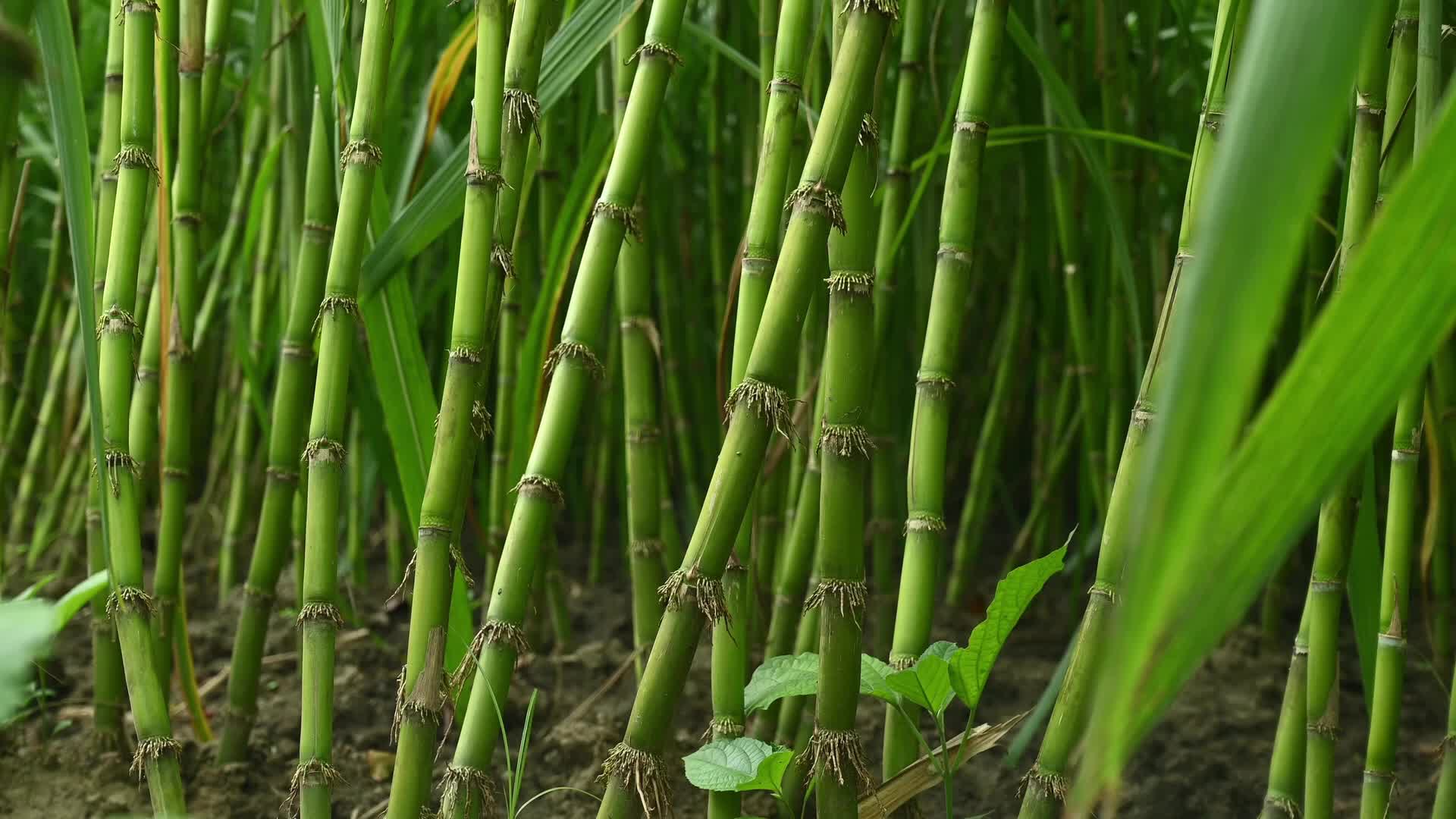 Sugarcane - Agriculture in India - Saccharum - Tall-Perennial grass