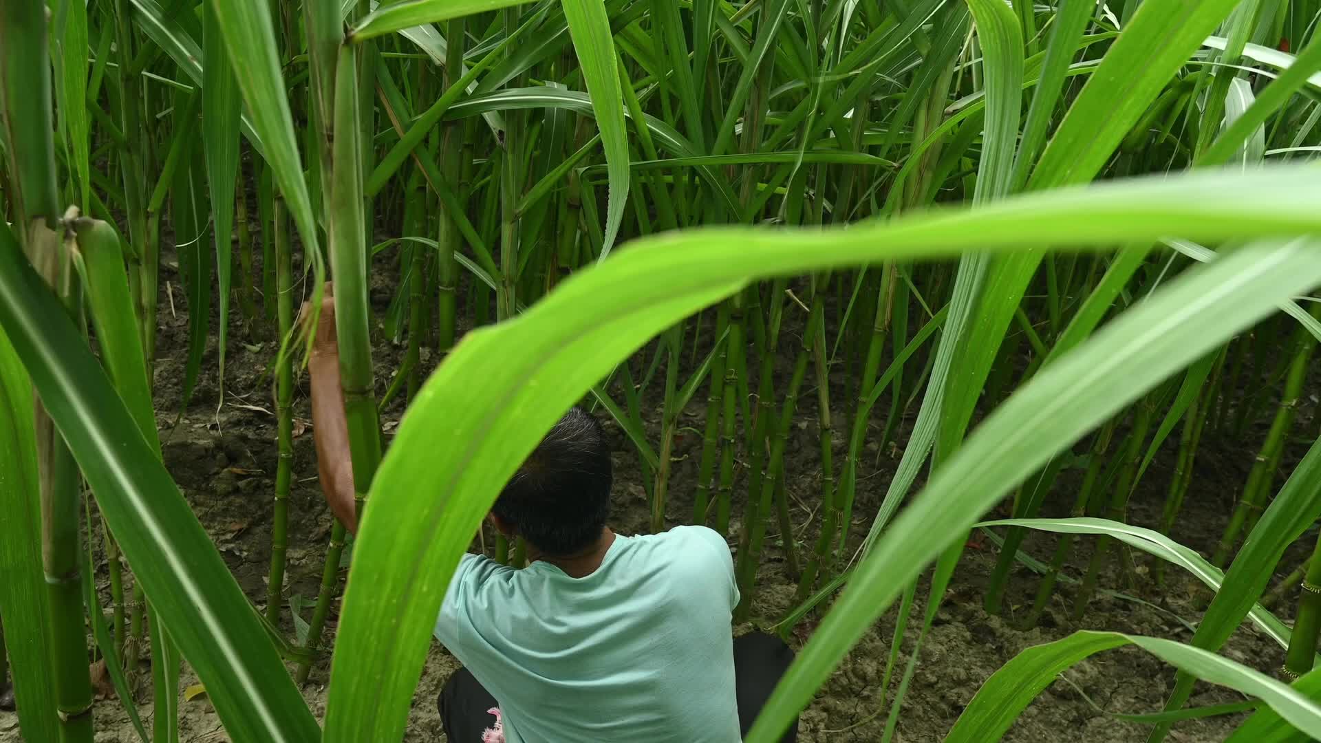 Sugarcane - Agriculture in India - Saccharum - Tall-Perennial grass