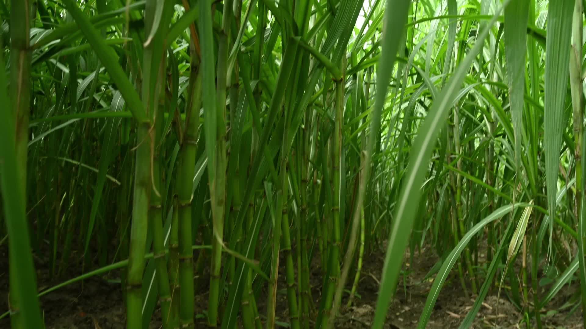 Sugarcane - Agriculture in India - Saccharum - Tall-Perennial grass