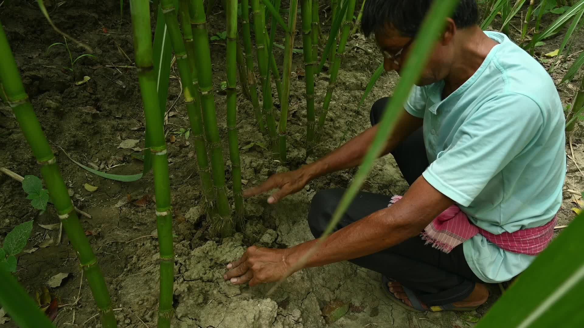 Sugarcane - Agriculture in India - Saccharum - Tall-Perennial grass