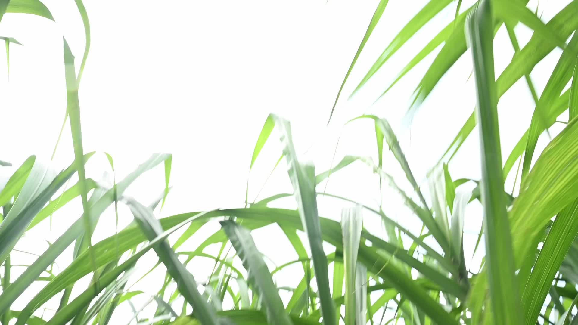 Sugarcane - Agriculture in India - Saccharum - Tall-Perennial grass