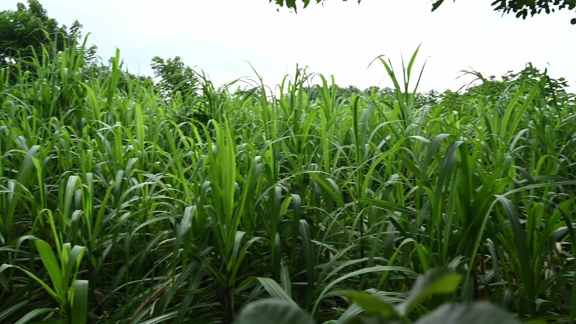 Sugarcane - Agriculture in India - Saccharum - Tall-Perennial grass
