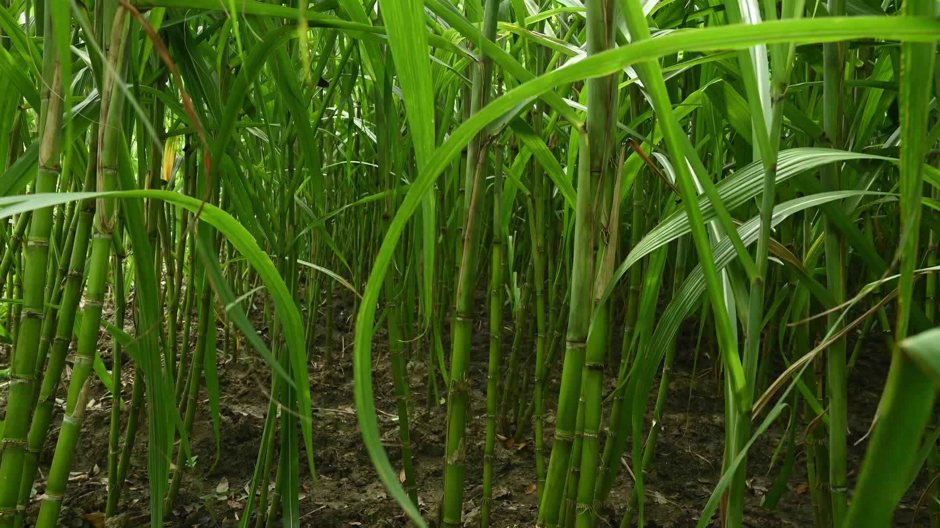 Sugarcane - Agriculture in India - Saccharum - Tall-Perennial grass
