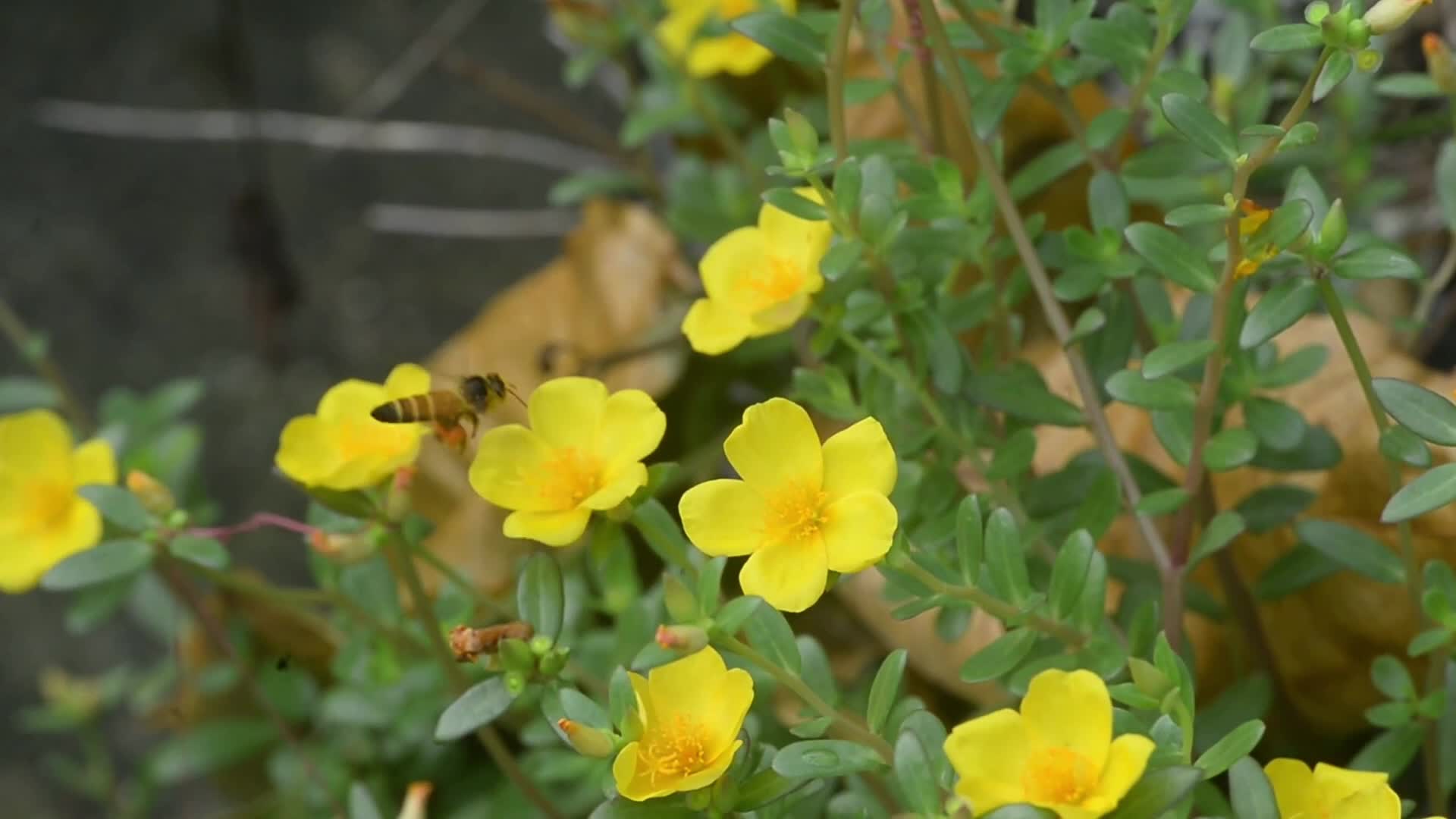 Honey-bee Collects Nectar