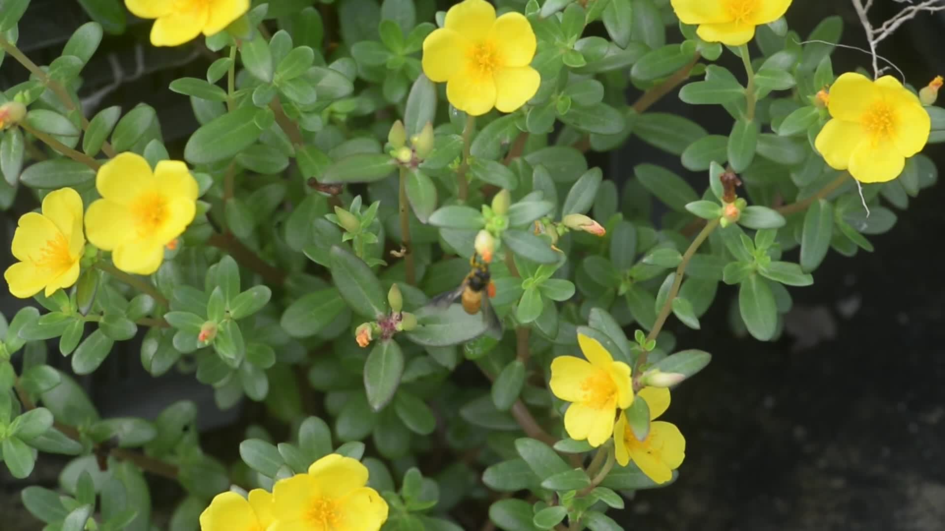 Honey-bee Collects Nectar