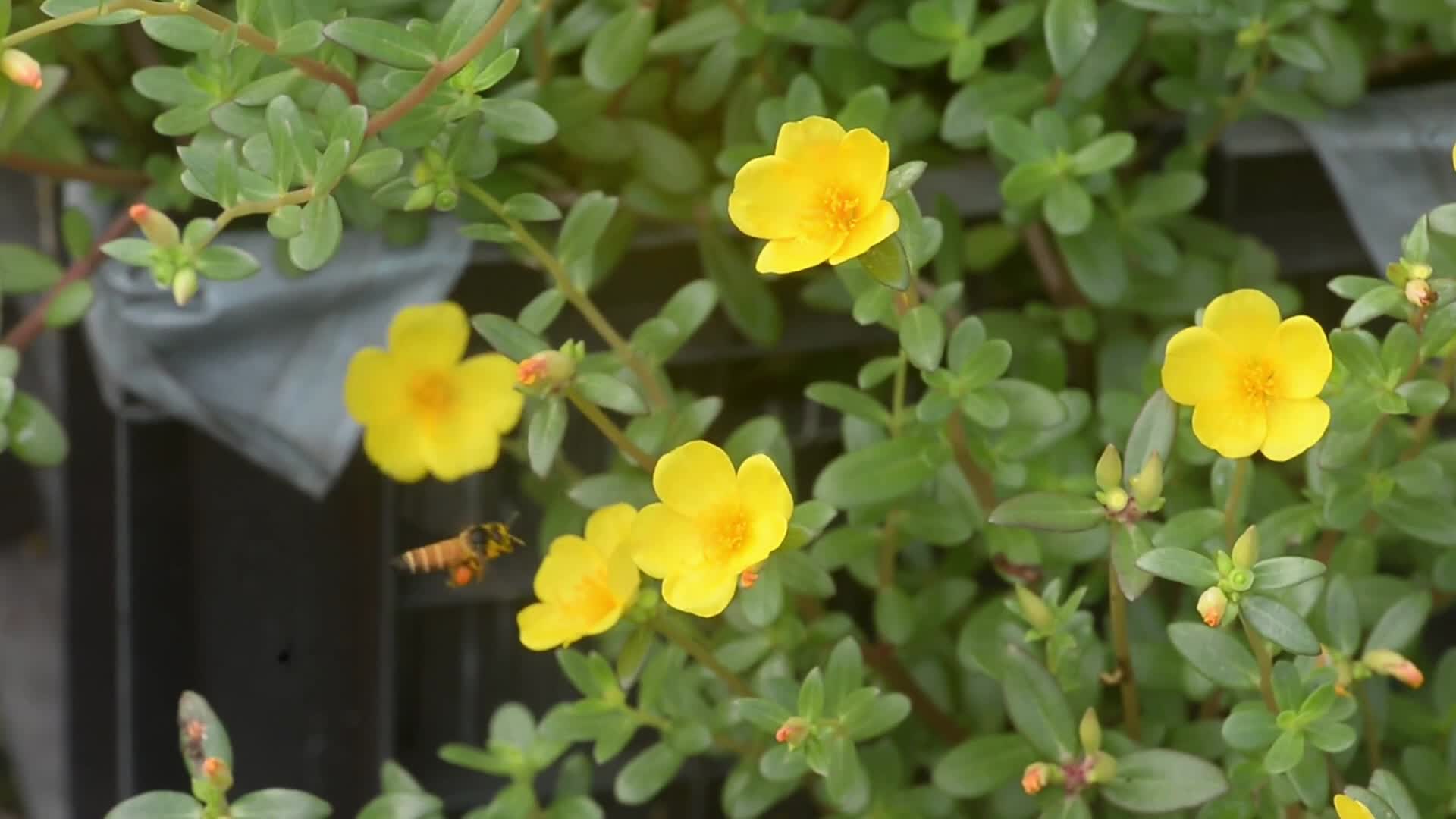 Honey-bee Collects Nectar