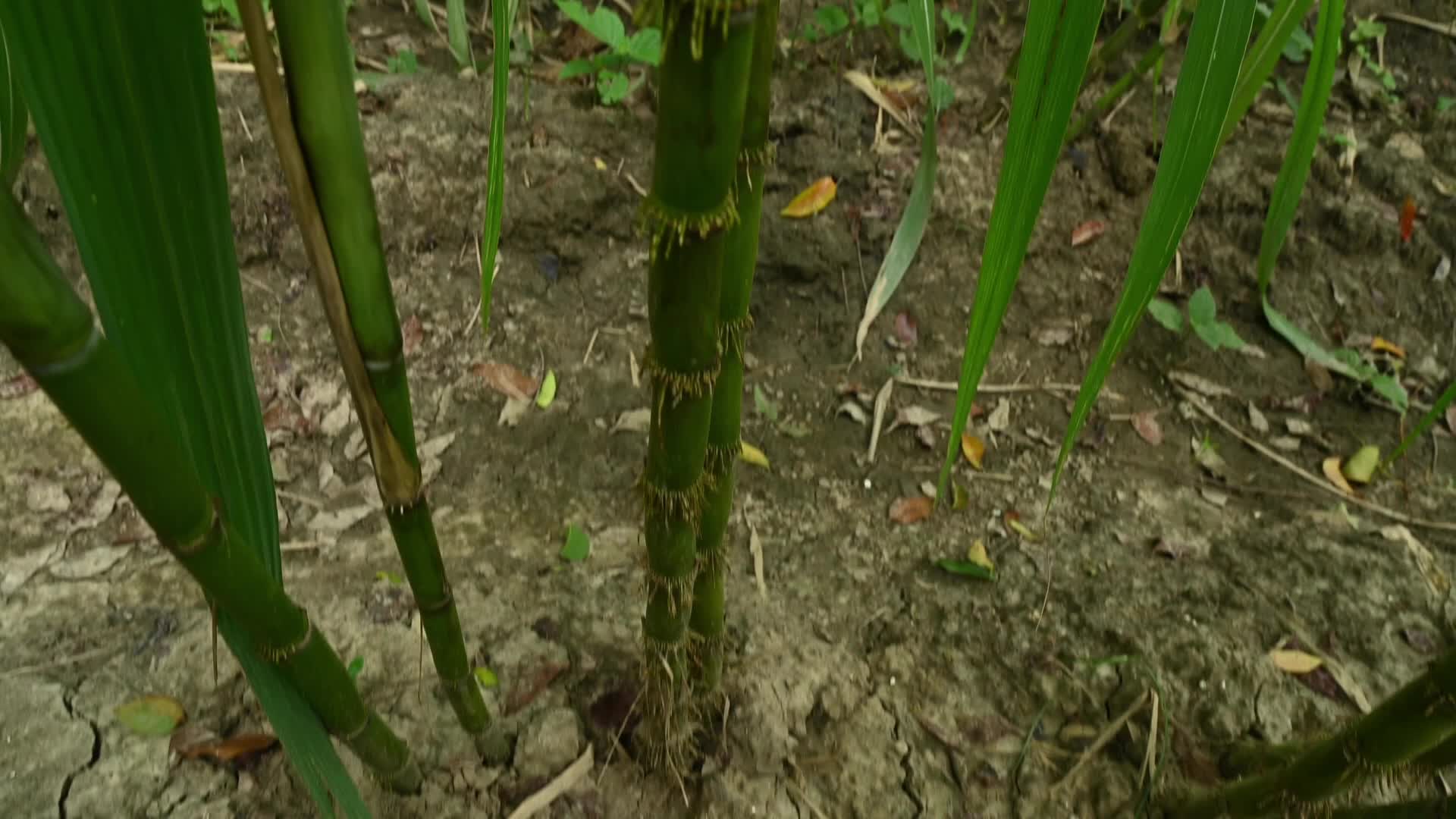 Sugarcane - Agriculture in India - Saccharum - Tall-Perennial grass