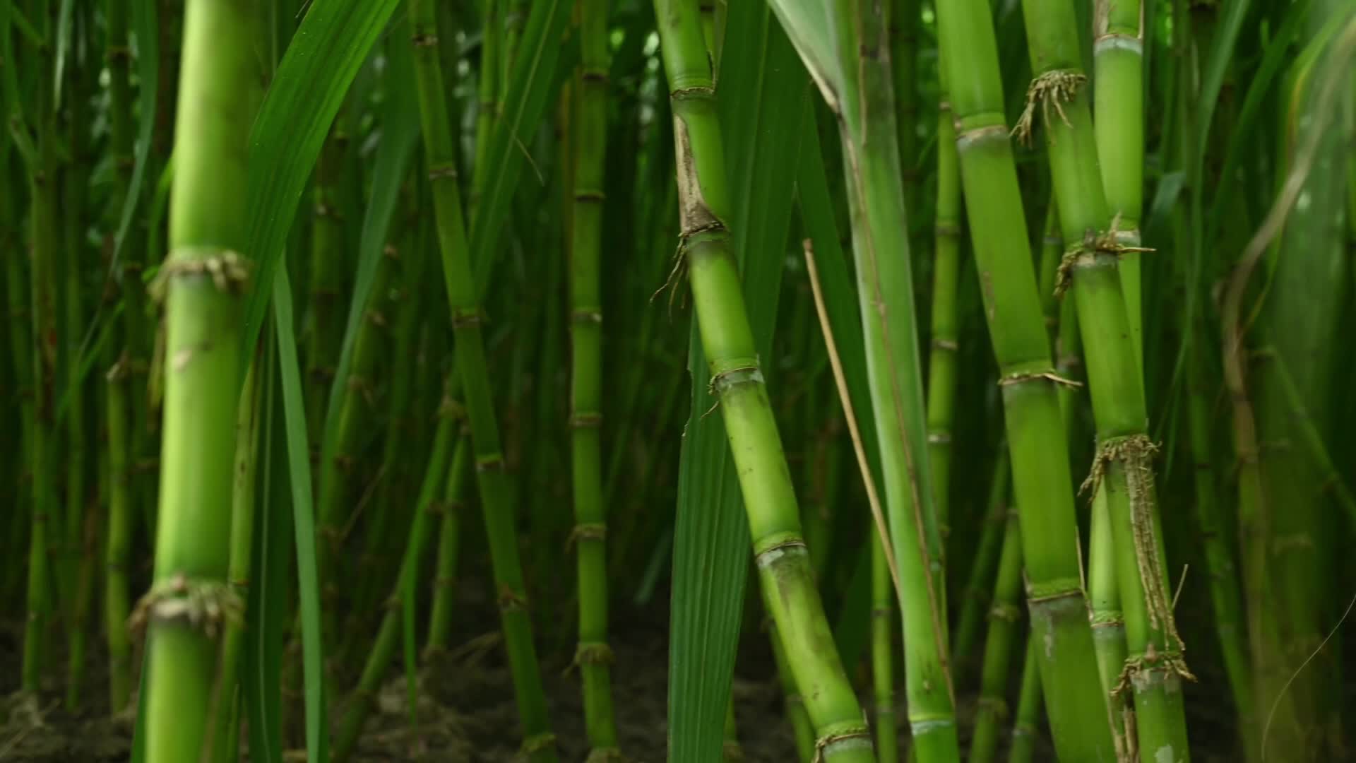 Sugarcane - Agriculture in India - Saccharum - Tall-Perennial grass