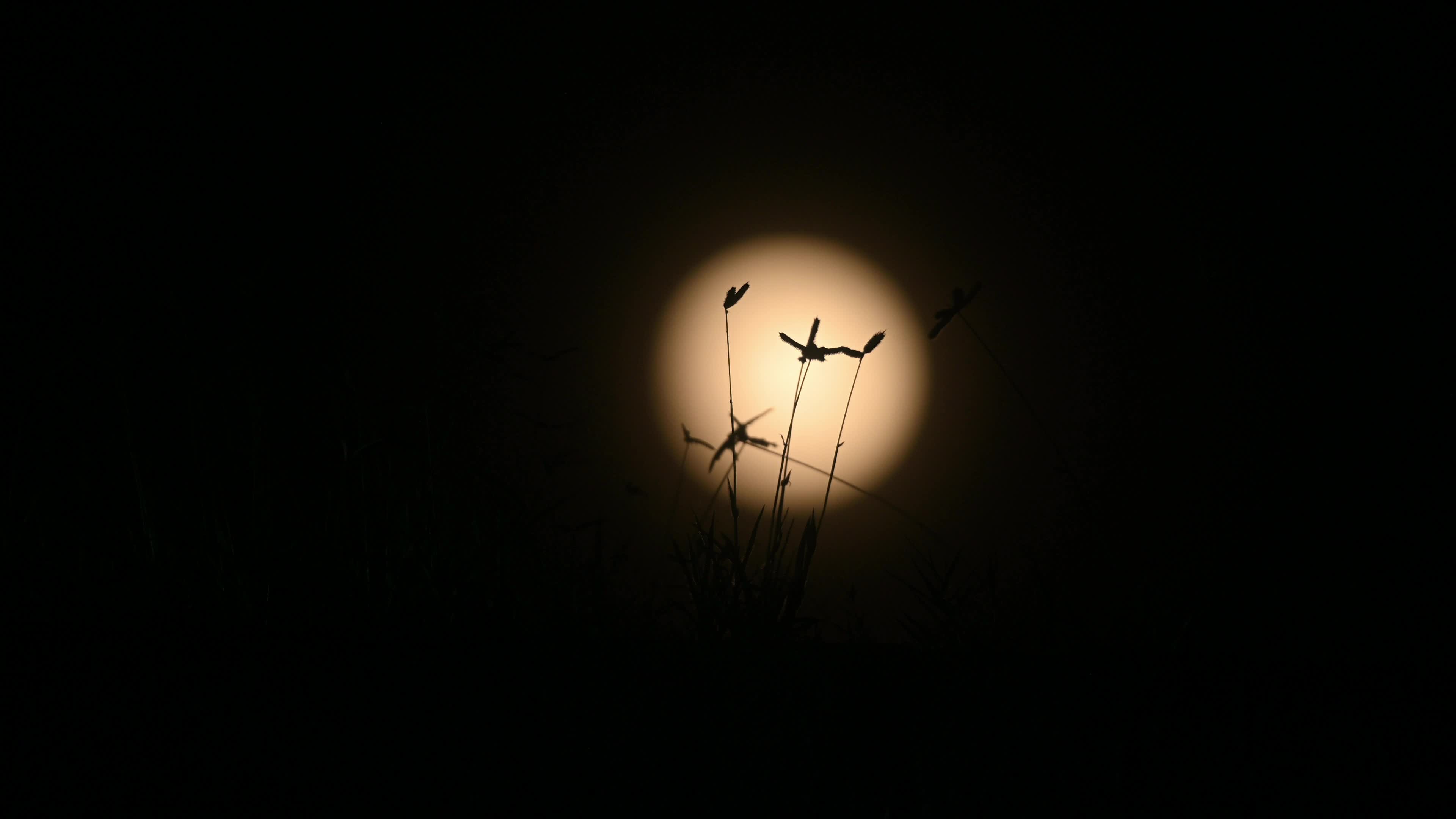August full moon 2026 - Sturgeon Moon - Lunar Corona - Atmospheric Optics